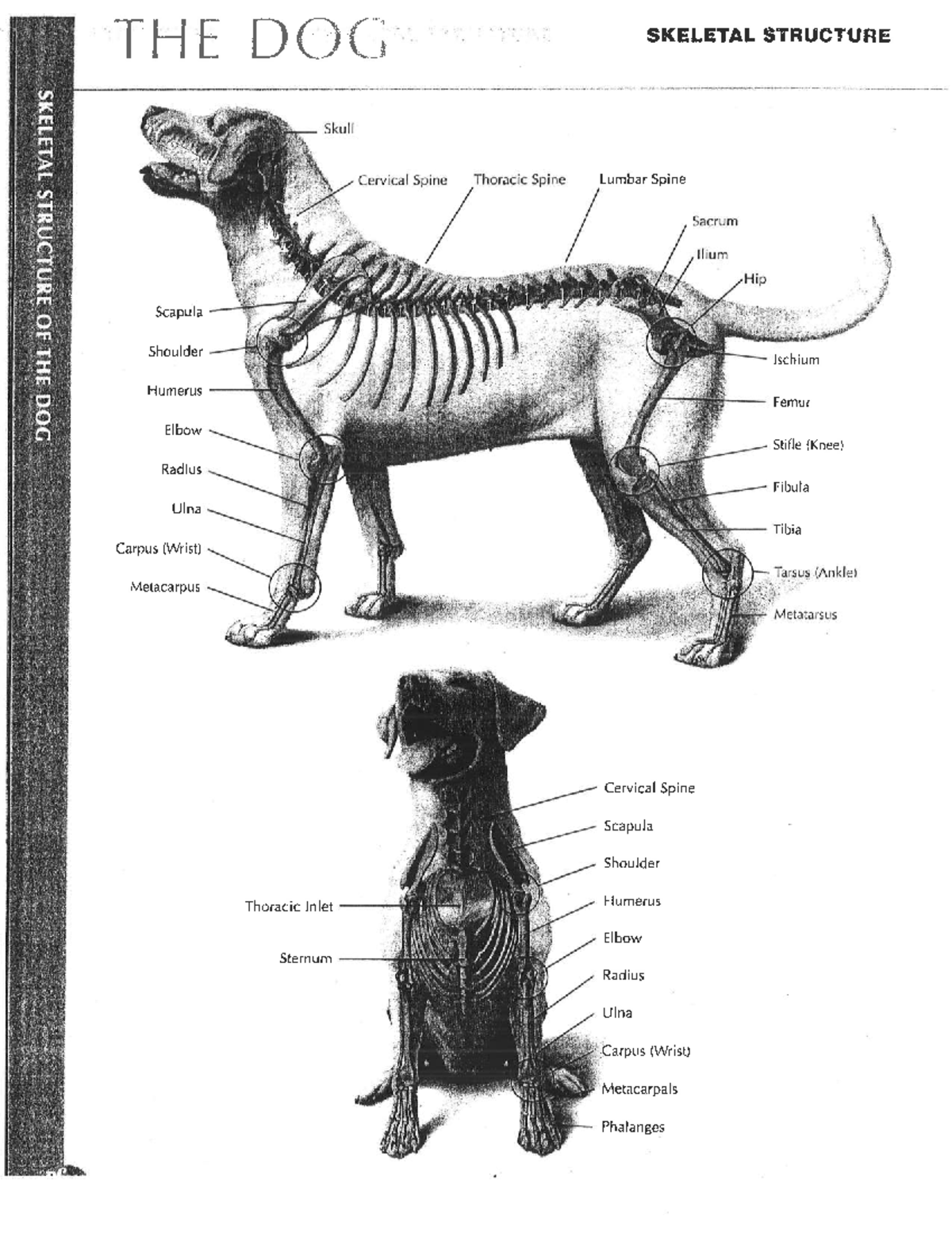 Veterinary Anatomy: Dog and Cat Skeletal Structure Overview - Studocu