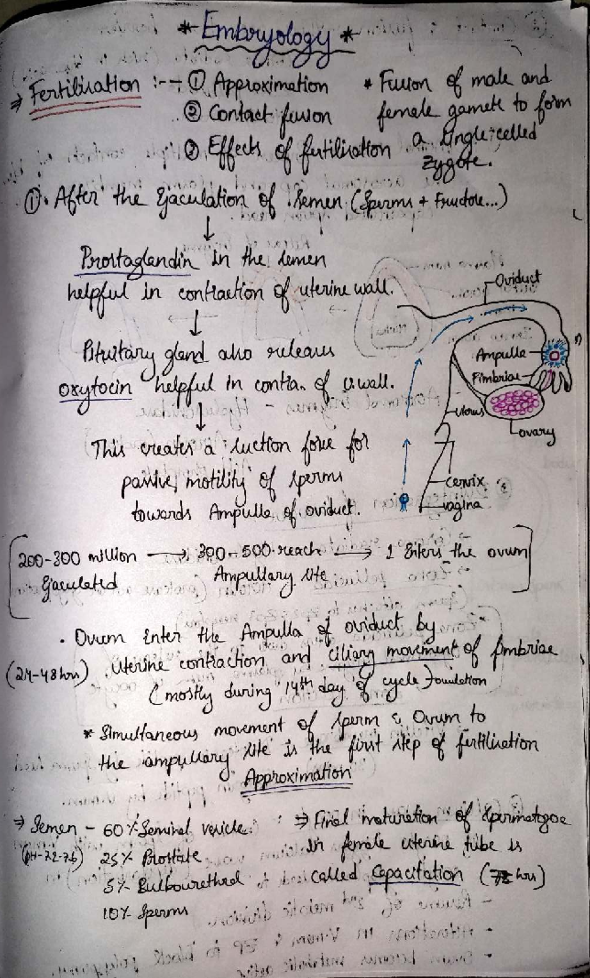 Embryology Lecture Notes: Approximation and Contact Mechanisms - Studocu