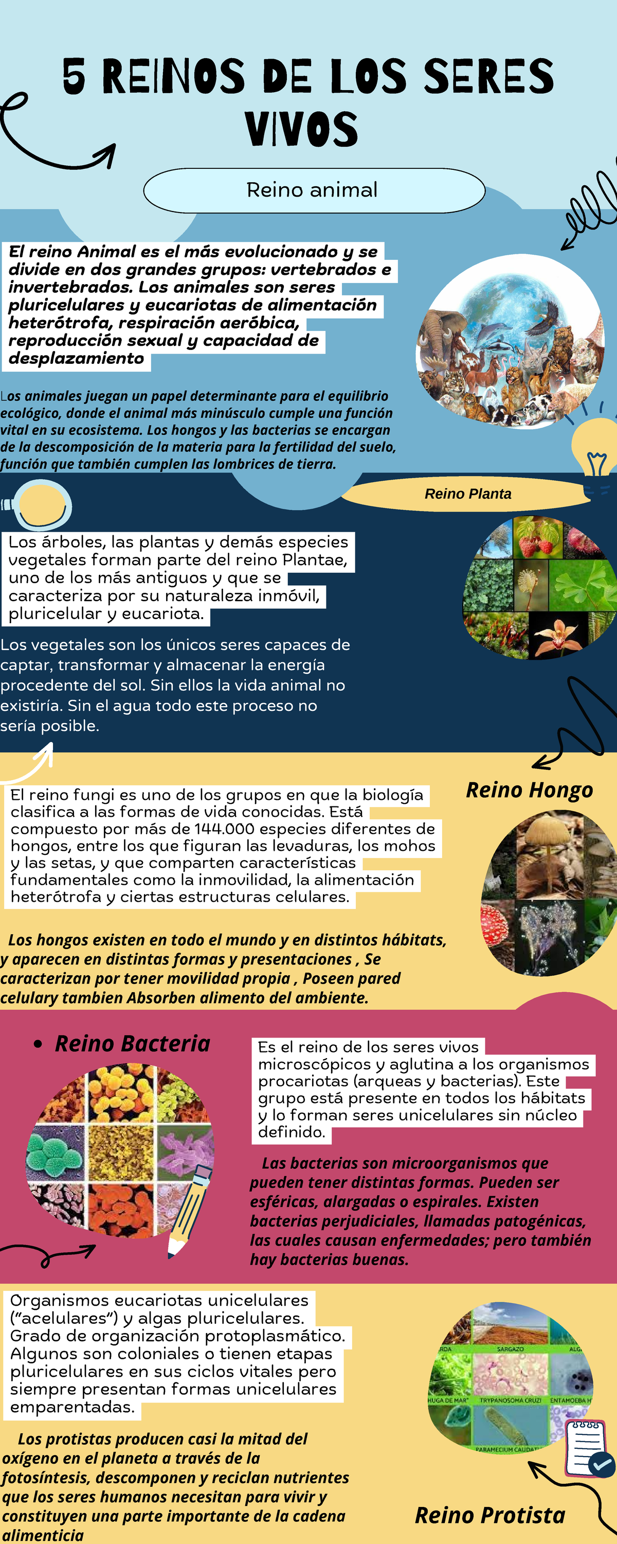 Infografía de los 5 Reinos de los Seres Vivos en Biología - Studocu