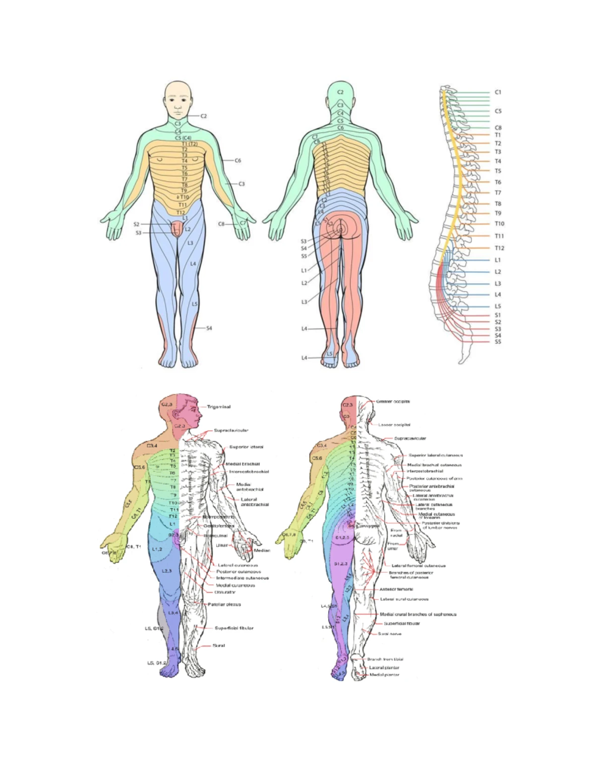 glandulas-lagrimales-y-v-a-lagrimal-anatom-a-y-fisiolog-a-en