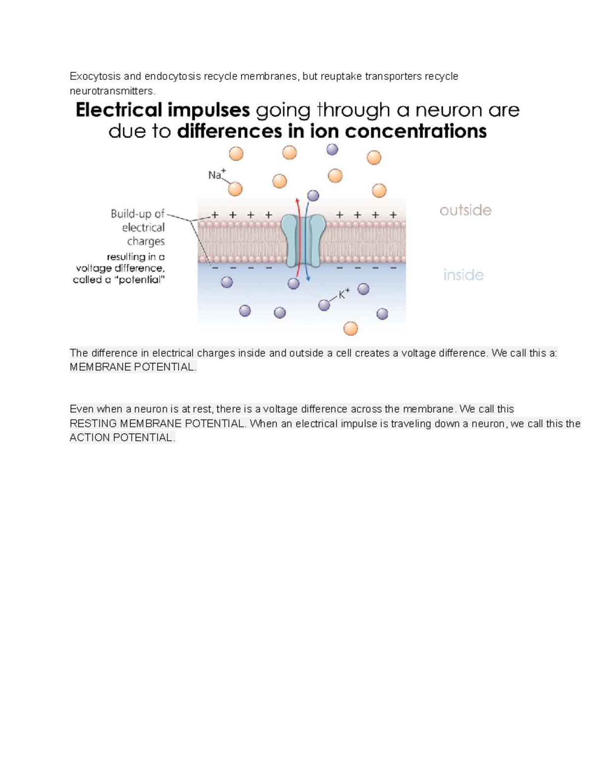 Cell Membrane Potentials: Action and Resting Potentials Explained - BIO ...