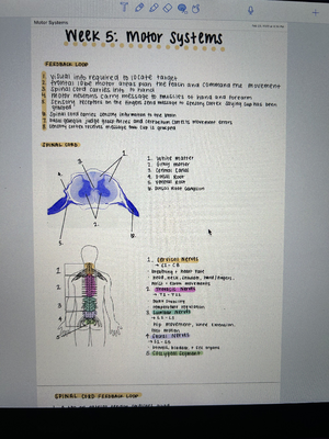Chapter 10 Outline: Visual System and Cortical Processing - Chapter 10 ...