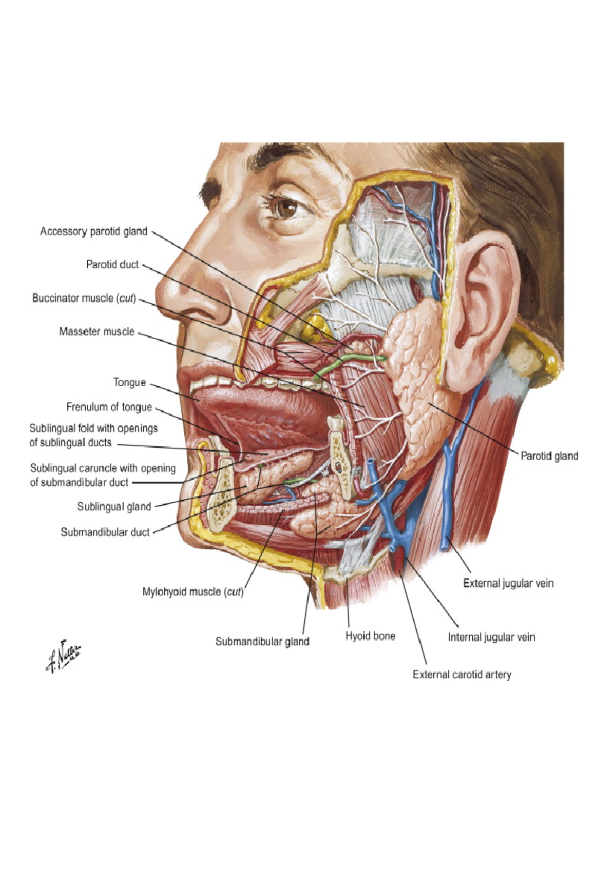 Submandibular Gland And Facial Artery