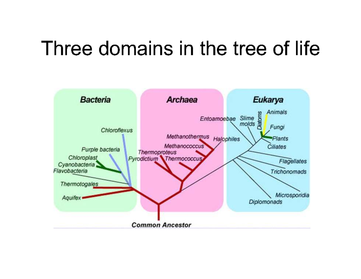 Three Domains in the Tree of Life: Eukaryotes & Prokaryotes Lecture ...