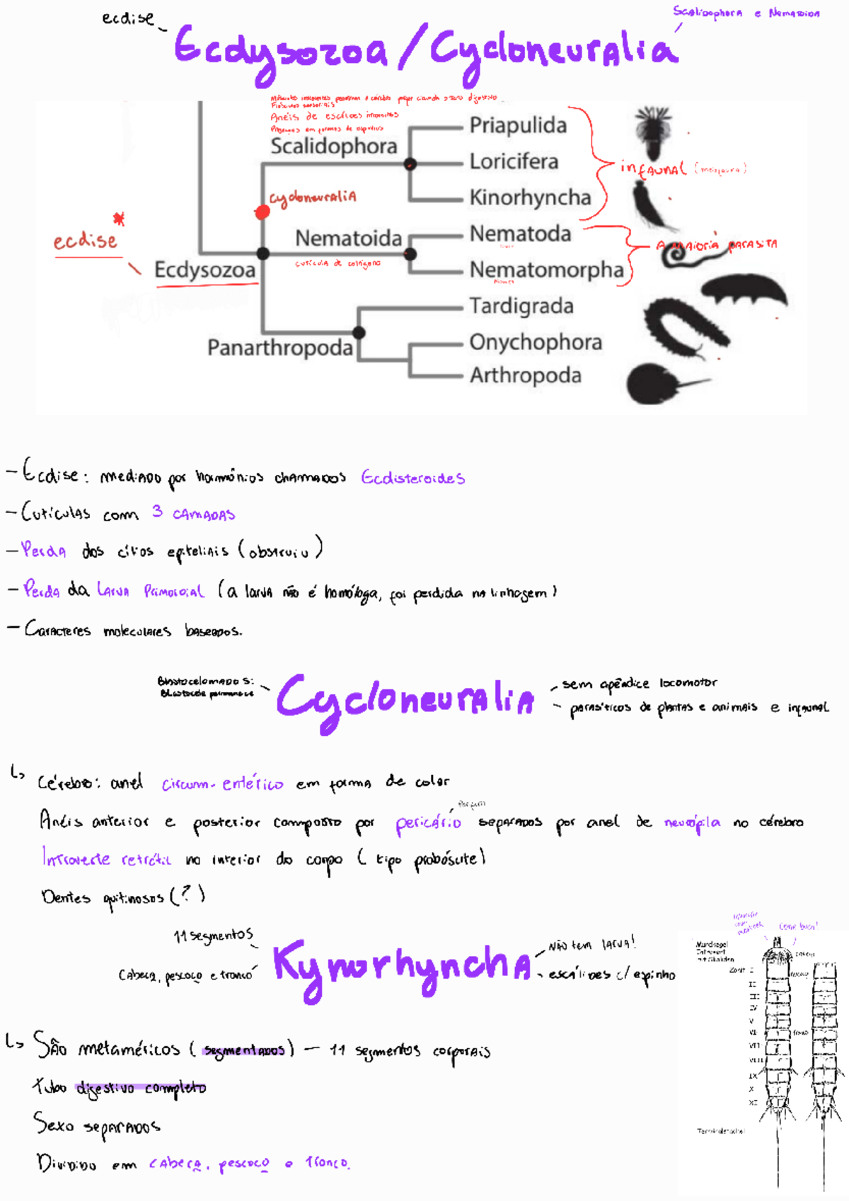 Scalidophora Loricifera, Kynarhyncha e Priapulida 250104 113102 ...