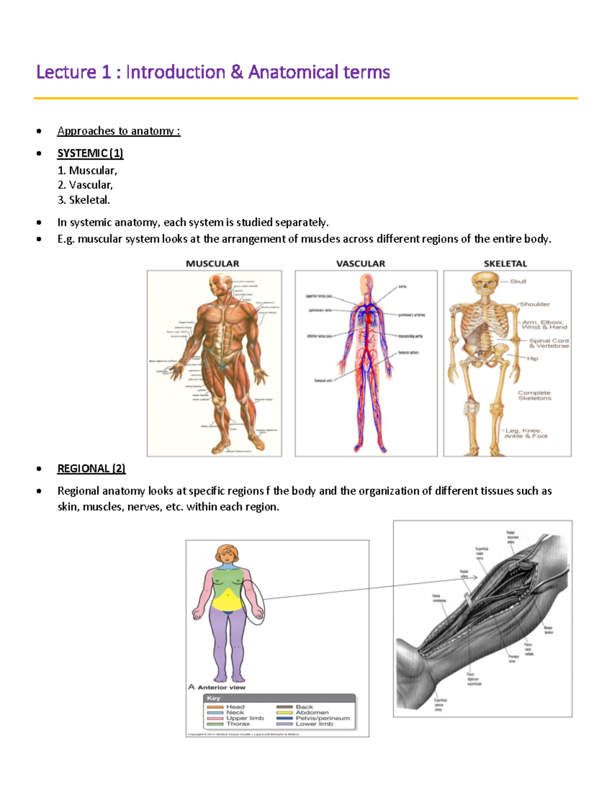 Anatomy Topics 1,2,3,4 (NO Haematology included) - Lecture 1 ...