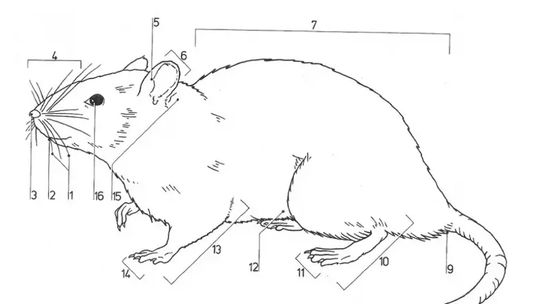 Rat Dissection Pre Lab Guide for Biology 101 Students - Studocu