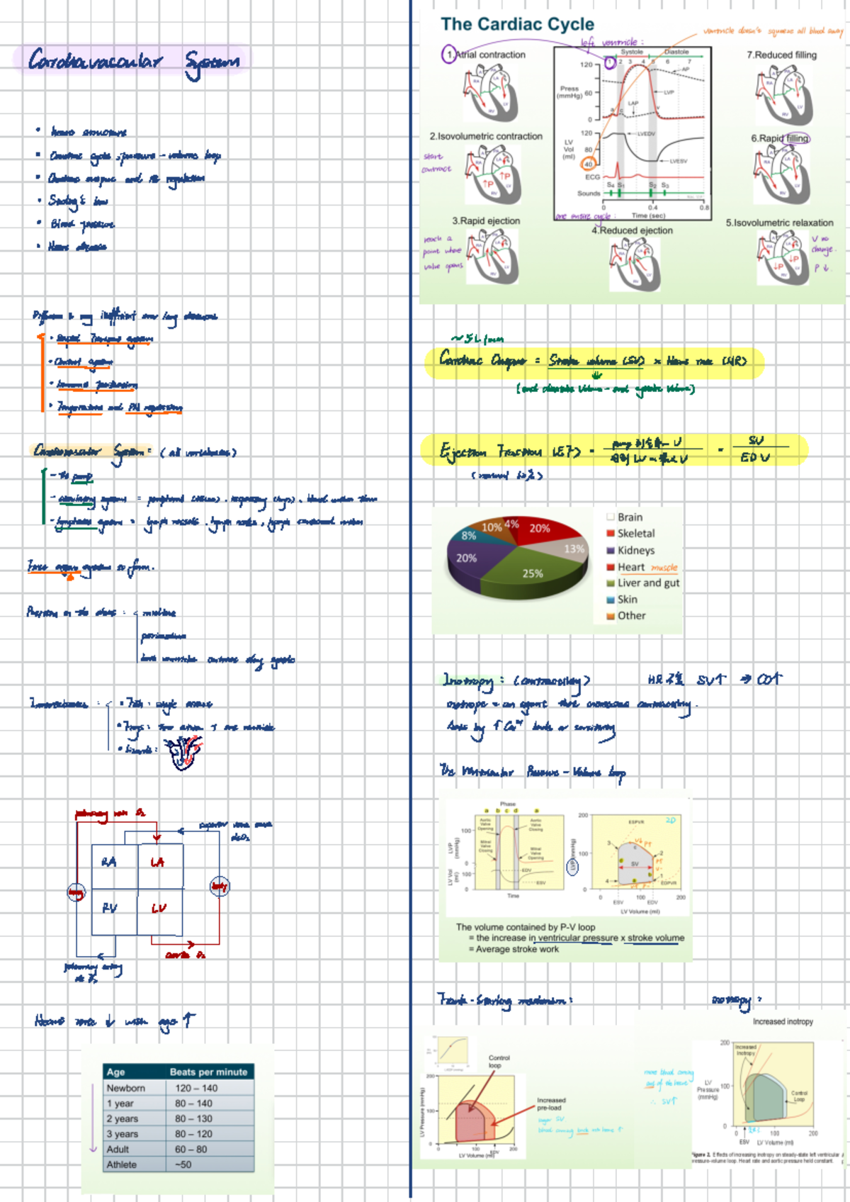 Cardiovascular System 🩺 - Cardiavascular System · heart structure ...