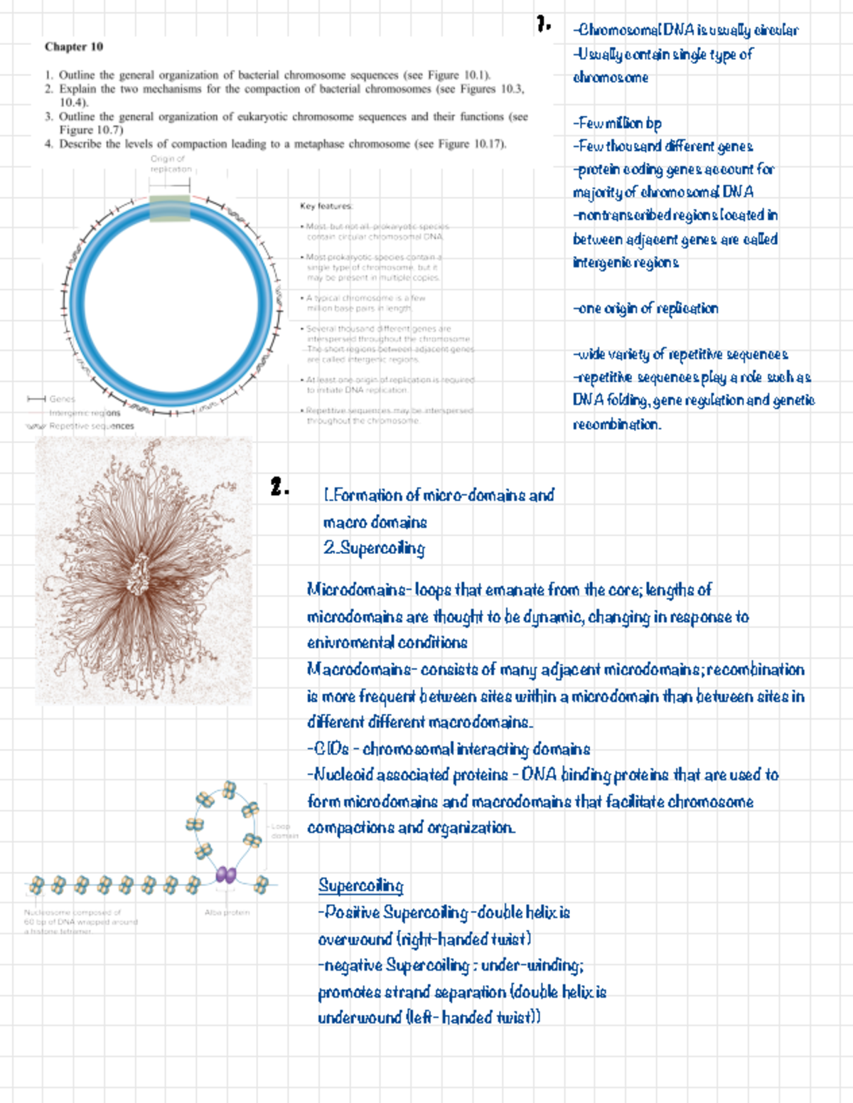 Final Exam Review: DNA Structure, Replication, and Gene Regulation ...