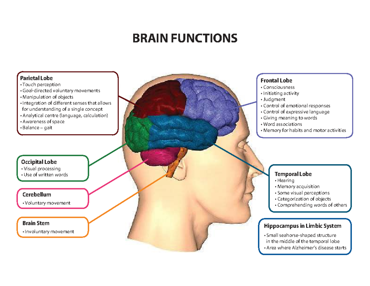 Brain Functions - Notes (BRAIN101) - Studocu