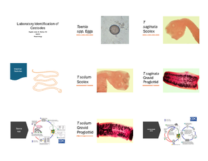 Cell Structure and Reproduction Quiz - Name