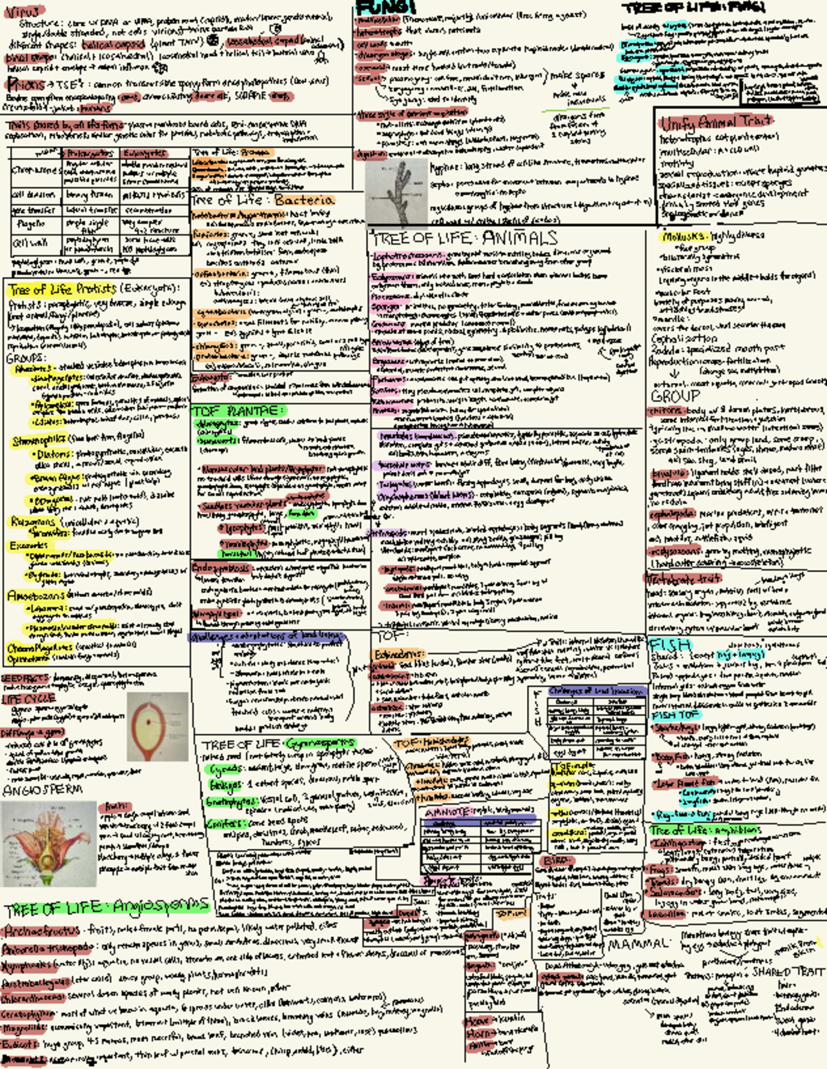 Biology 101: Cheat Sheet on Encephalopathy, Protists, and the Tree of ...