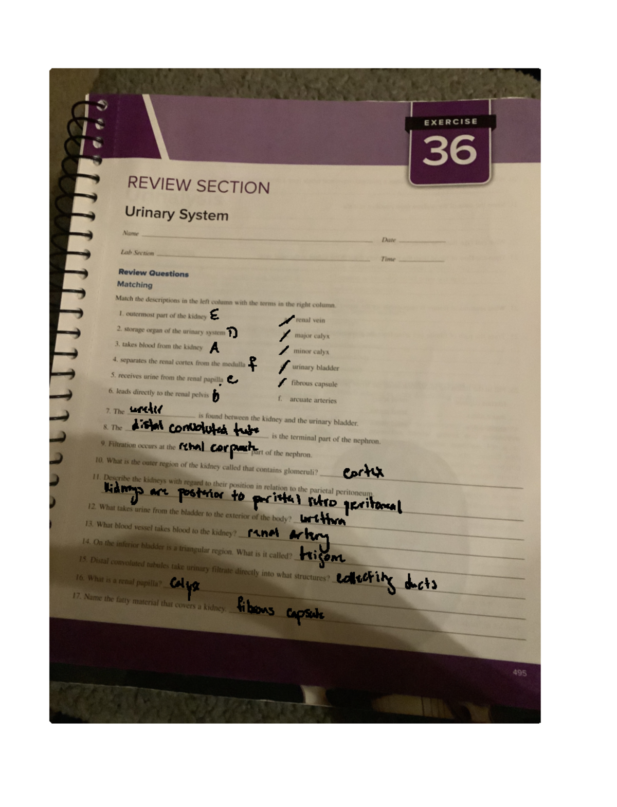 Urinary System Review Notes for BIO101 Final Exam - Studocu