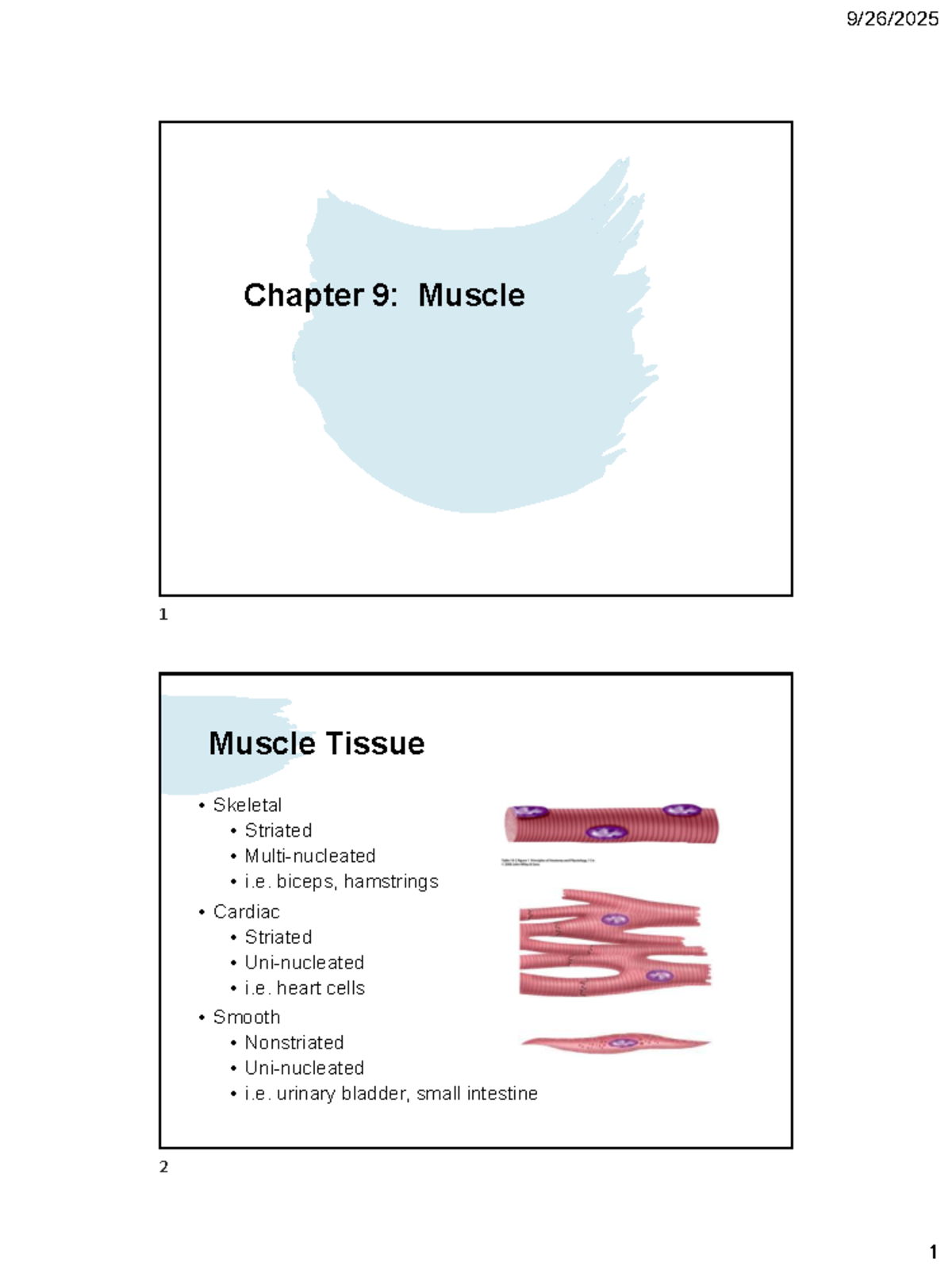 Chapter 9: Muscular Control & Mechanics of Muscle Tissue (BIO101) - Studocu
