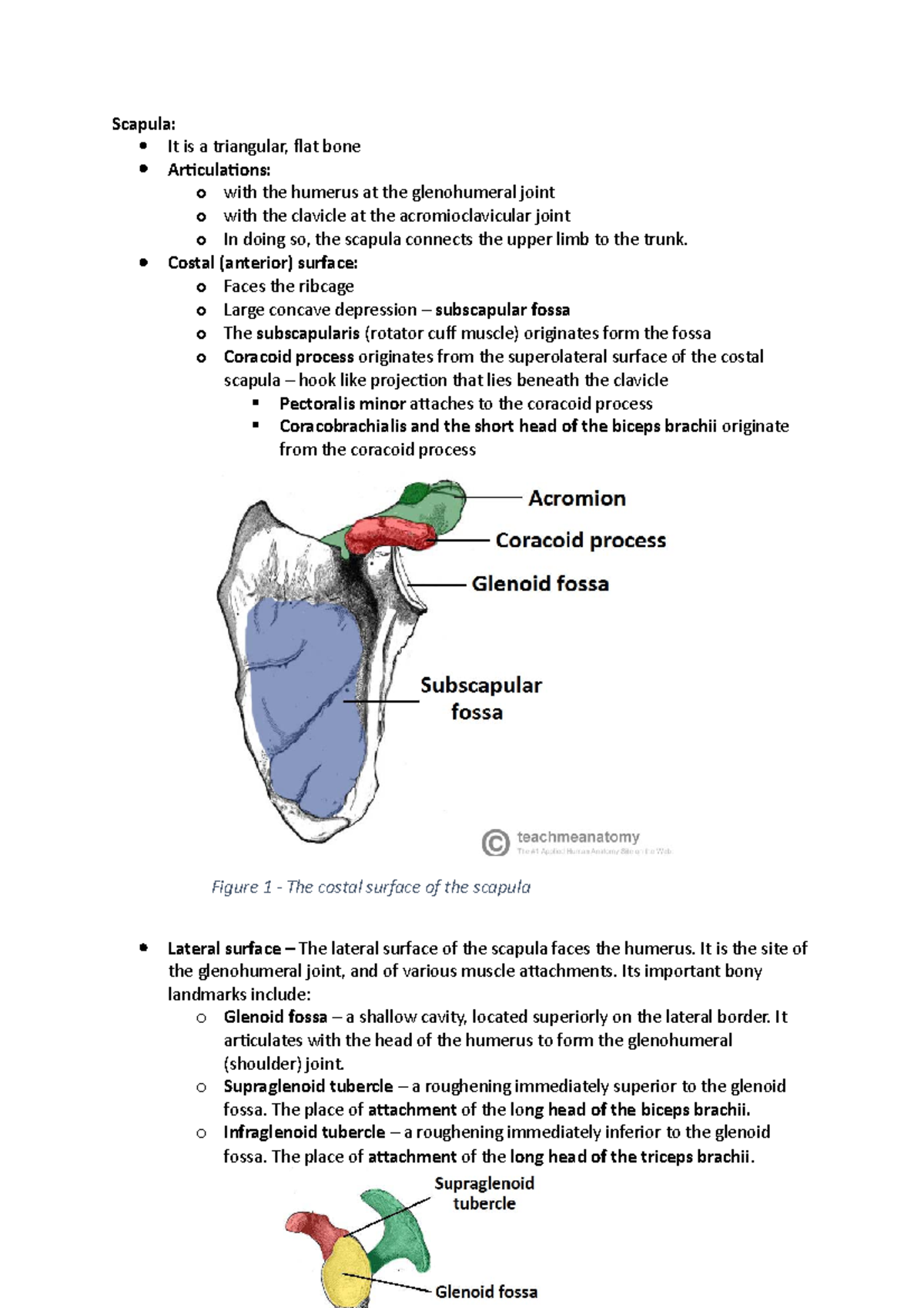 Subscapular Fossa Description