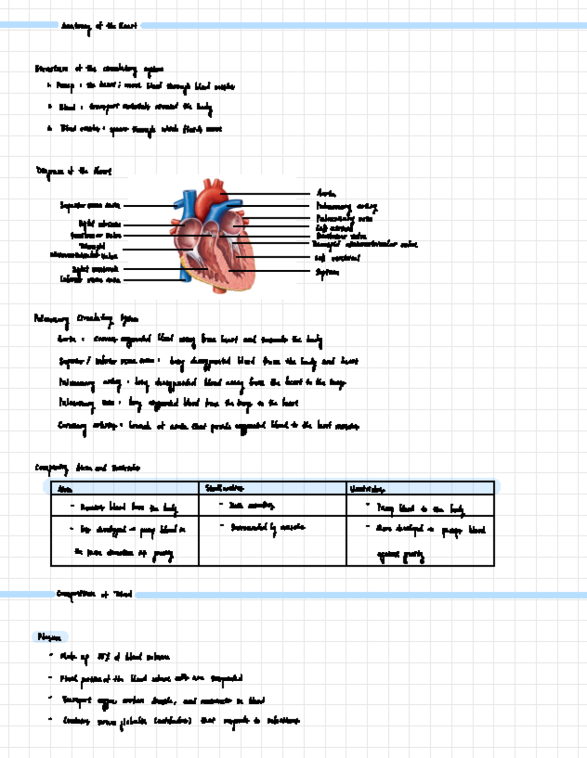 HL Biology Chapter 6 Notes: Anatomy & Functions of the Heart - Studocu