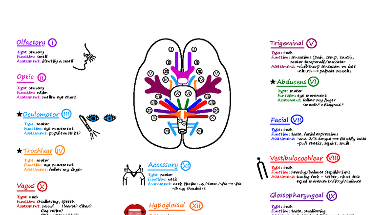 Neuro-08: Overview of Cranial Nerves and Their Functions - Studocu