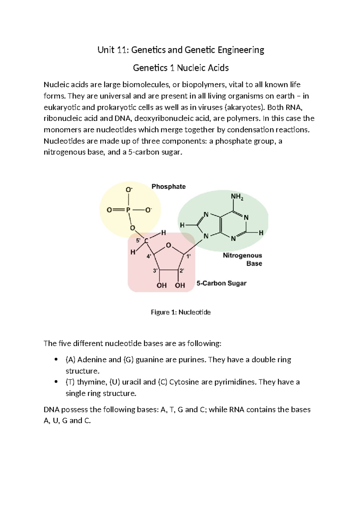 Genetics 1: Nucleic Acids and Genetic Engineering Notes - Studocu