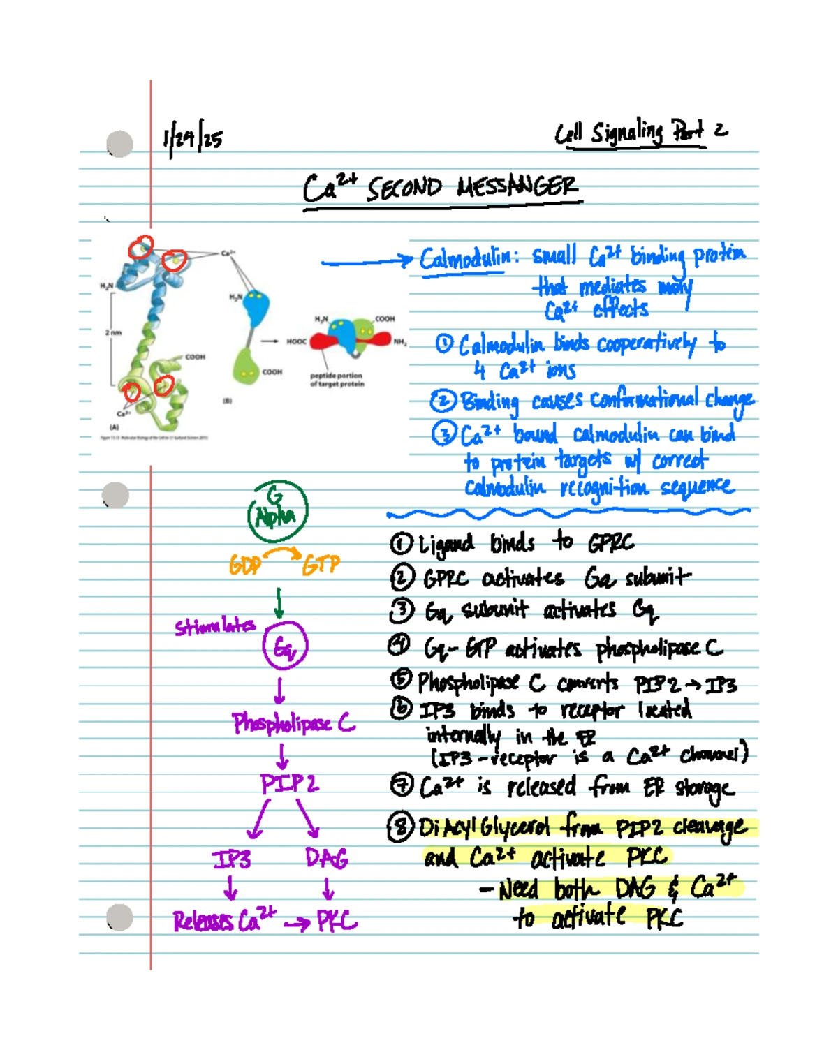 DNA Structure and Replication Notes - Course Code: 2 4 25 - Studocu