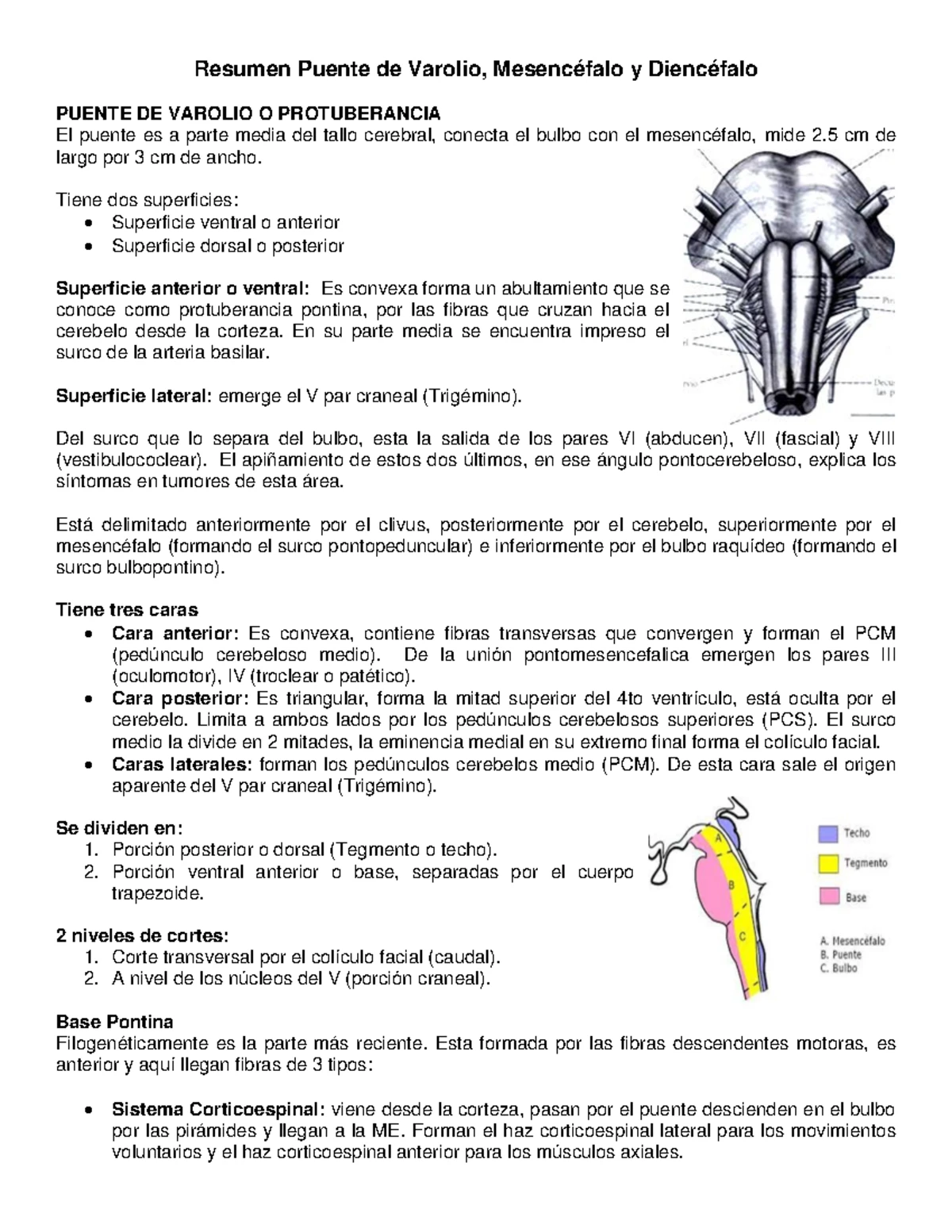 Anatomía Del Puente De Varolio Sistema Nervioso Central Wikipedia,