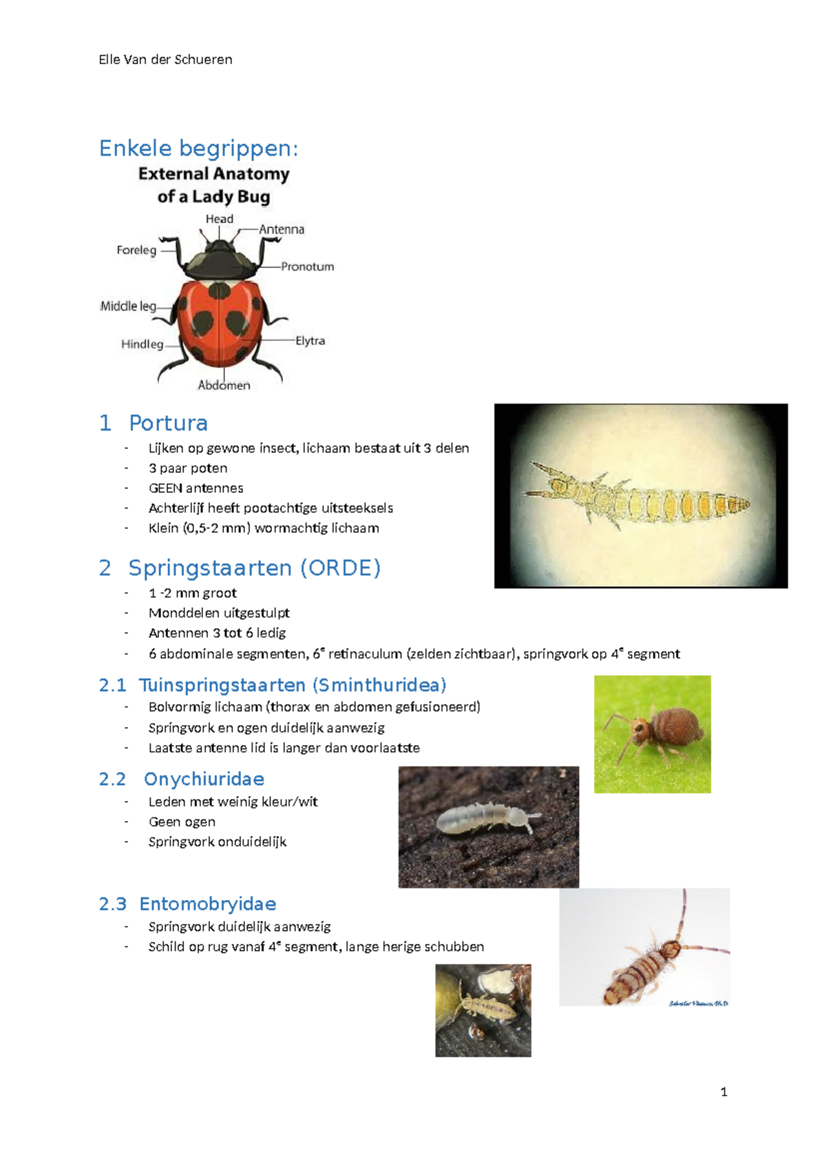 Insecten Determinatie: Essentiële Begrippen en Kenmerken - Studocu