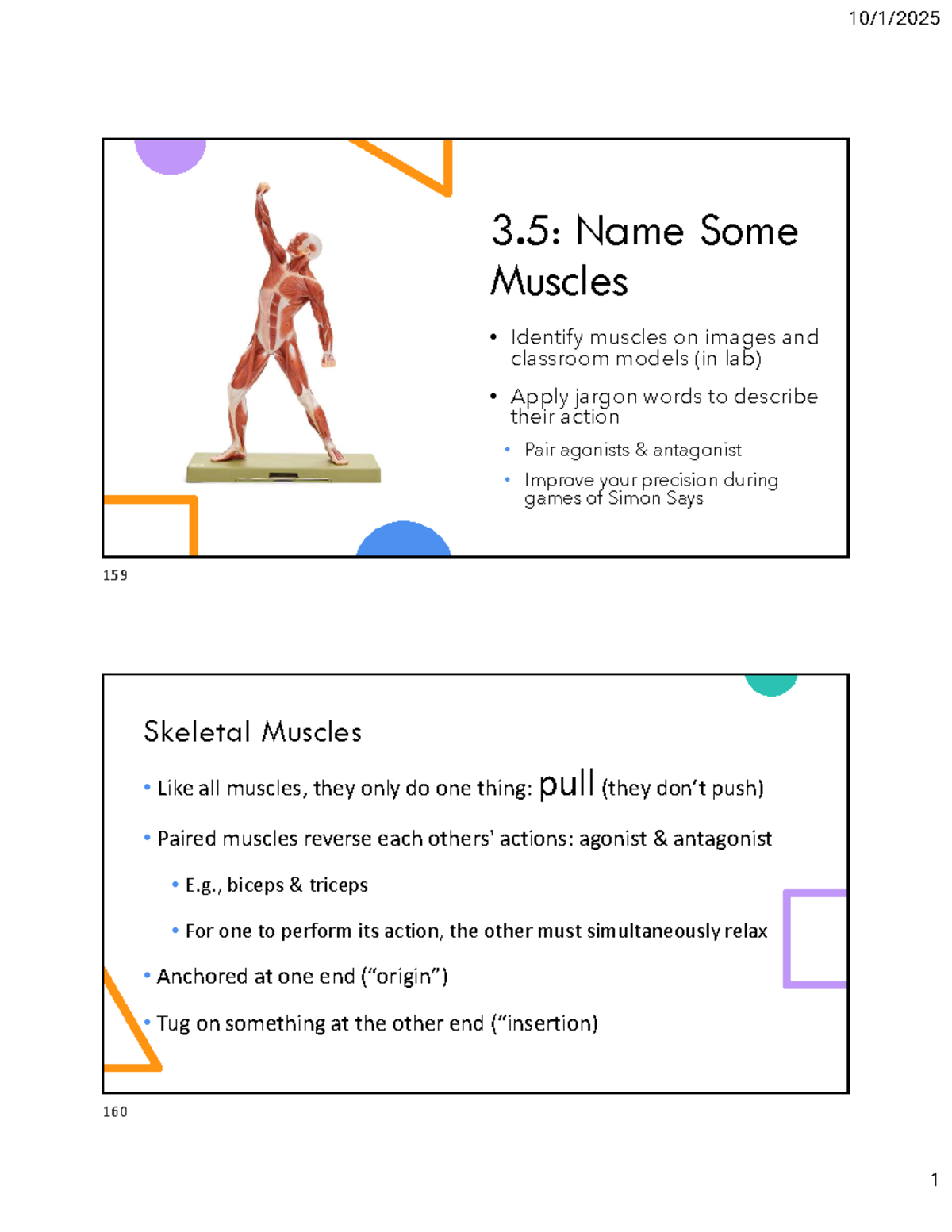Muscle Identification and Actions - Lecture Notes - Studocu