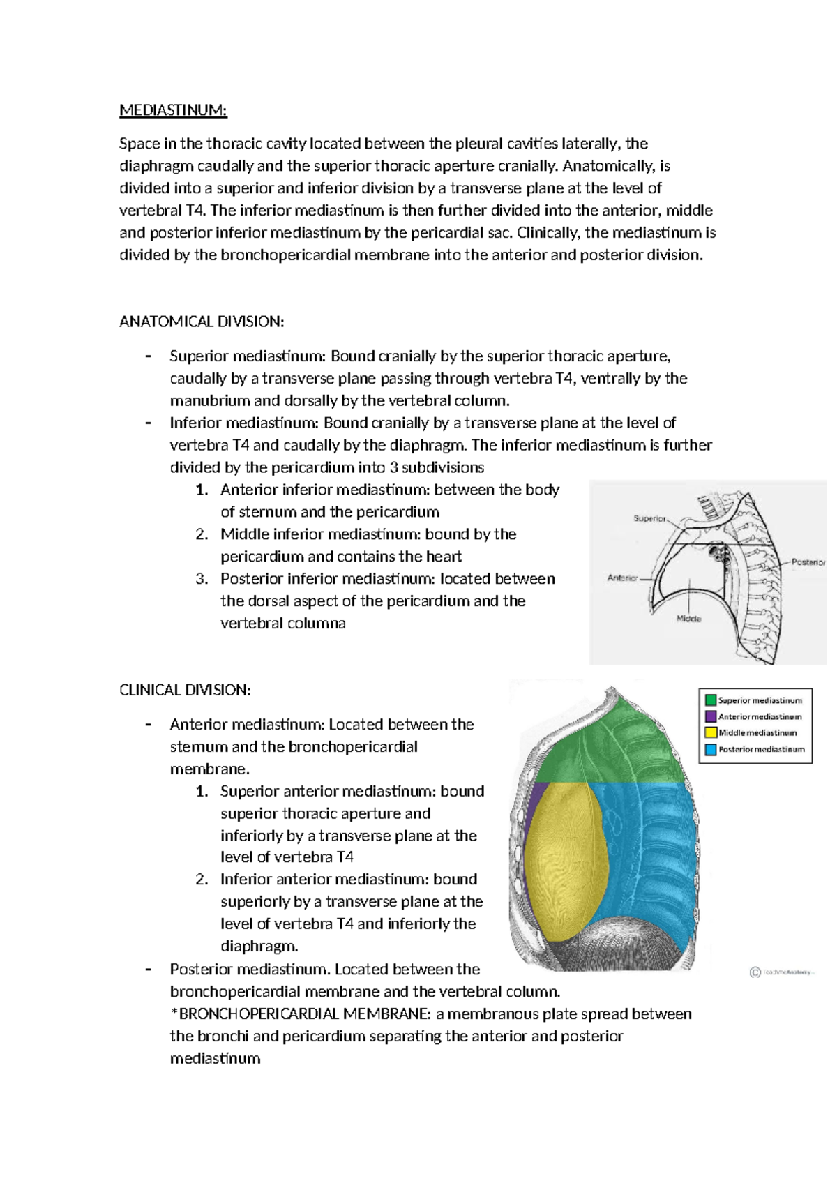 Mediastinum Overview: Anatomical and Clinical Insights for ANAT 101 ...
