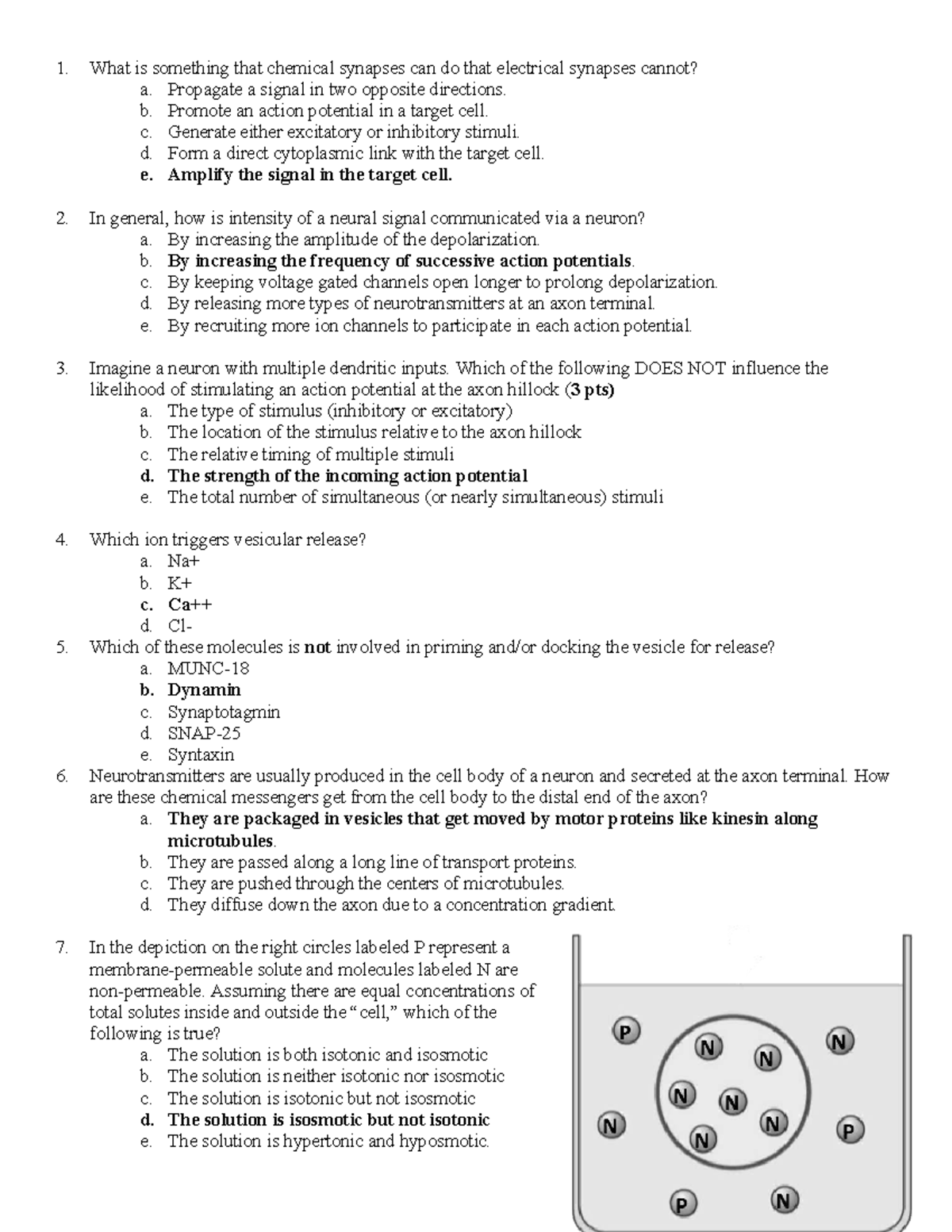 Exam 1 Practice KEY - Neurobiology Concepts and Synapses - Studocu
