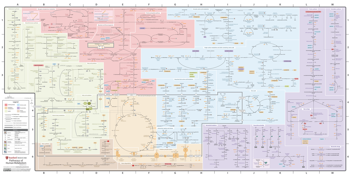 Metabolic Pathways Overview - GENETICA (Course Code: Mapa vías ...