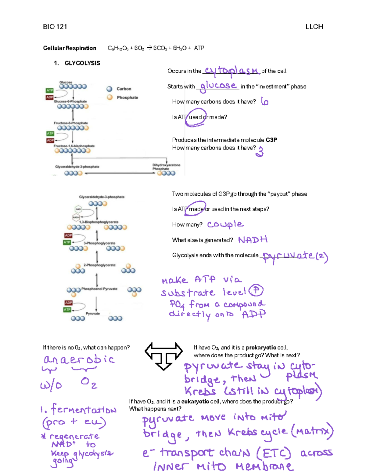 BIO 121 Lecture Notes: Cellular Respiration Overview - Studocu