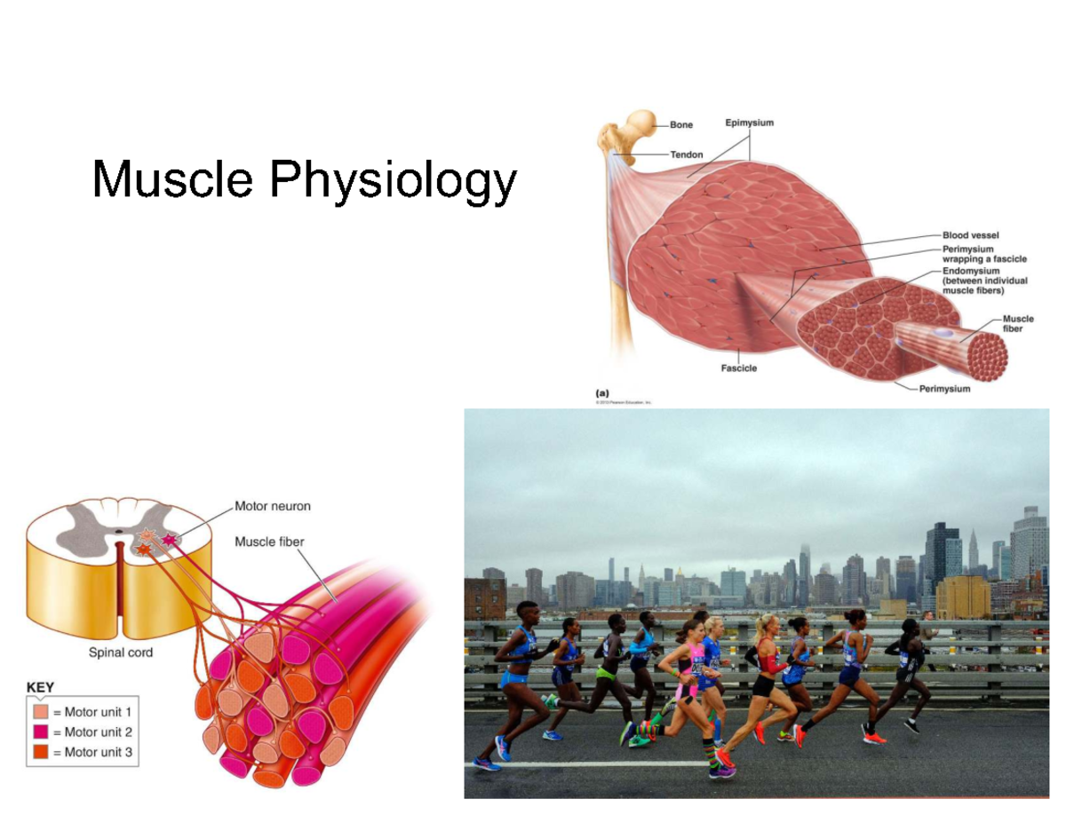 Muscle Physiology: Types and Mechanisms of Skeletal Muscle Contraction ...