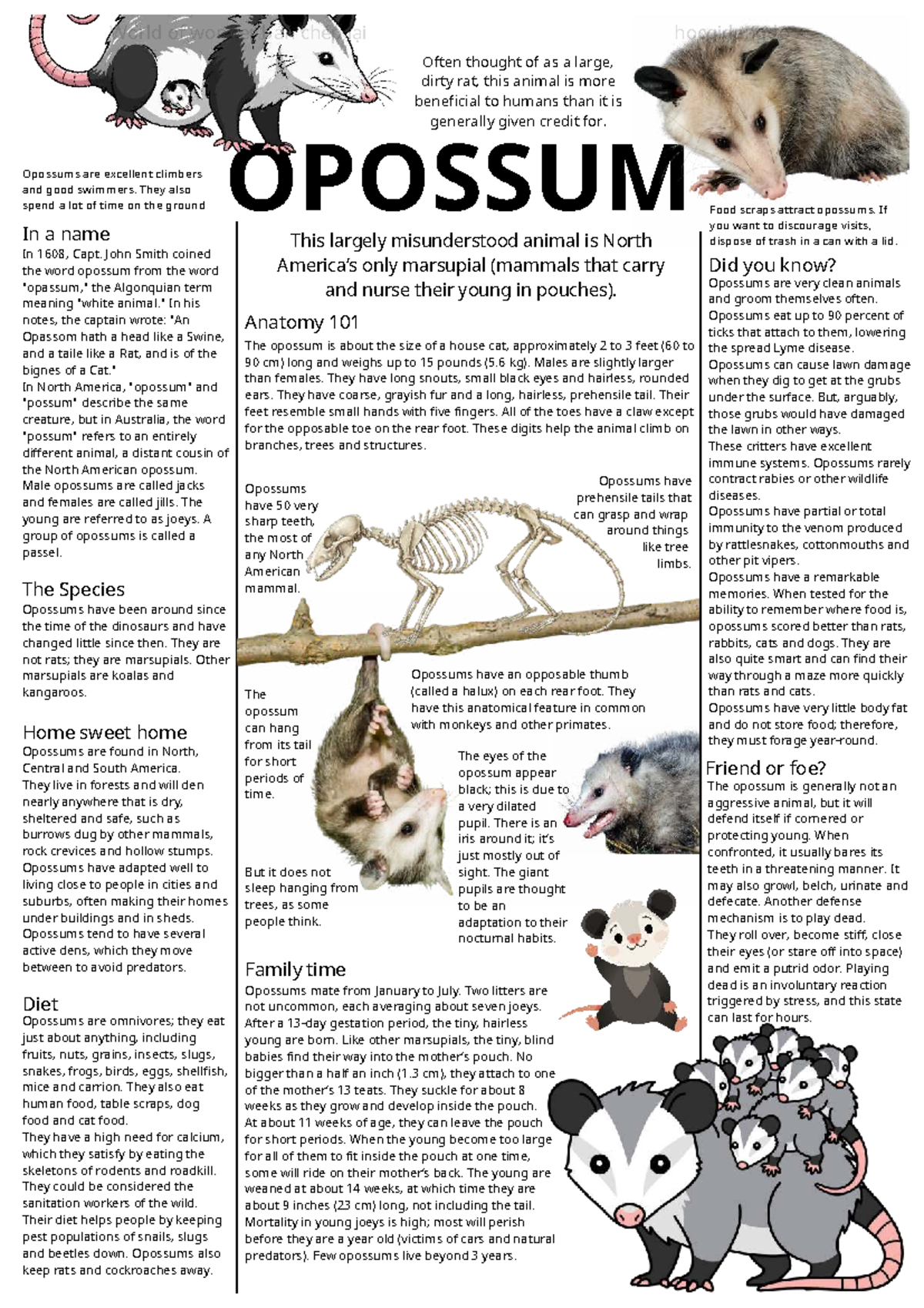 Opossum - World of Wonder: A Comprehensive Study Guide - Studocu