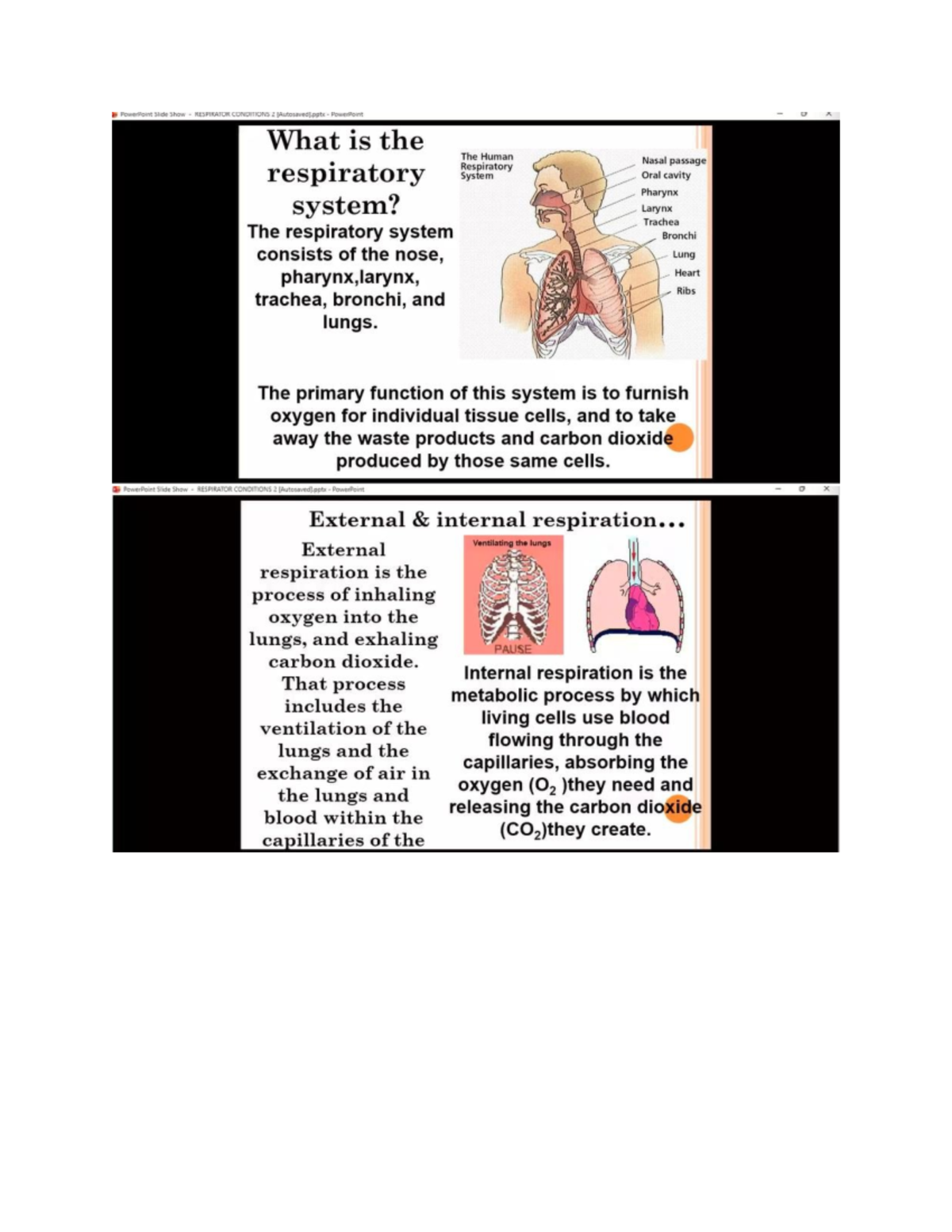 Respiratory System Overview: Anatomy & Conditions (BIO 101) - Studocu