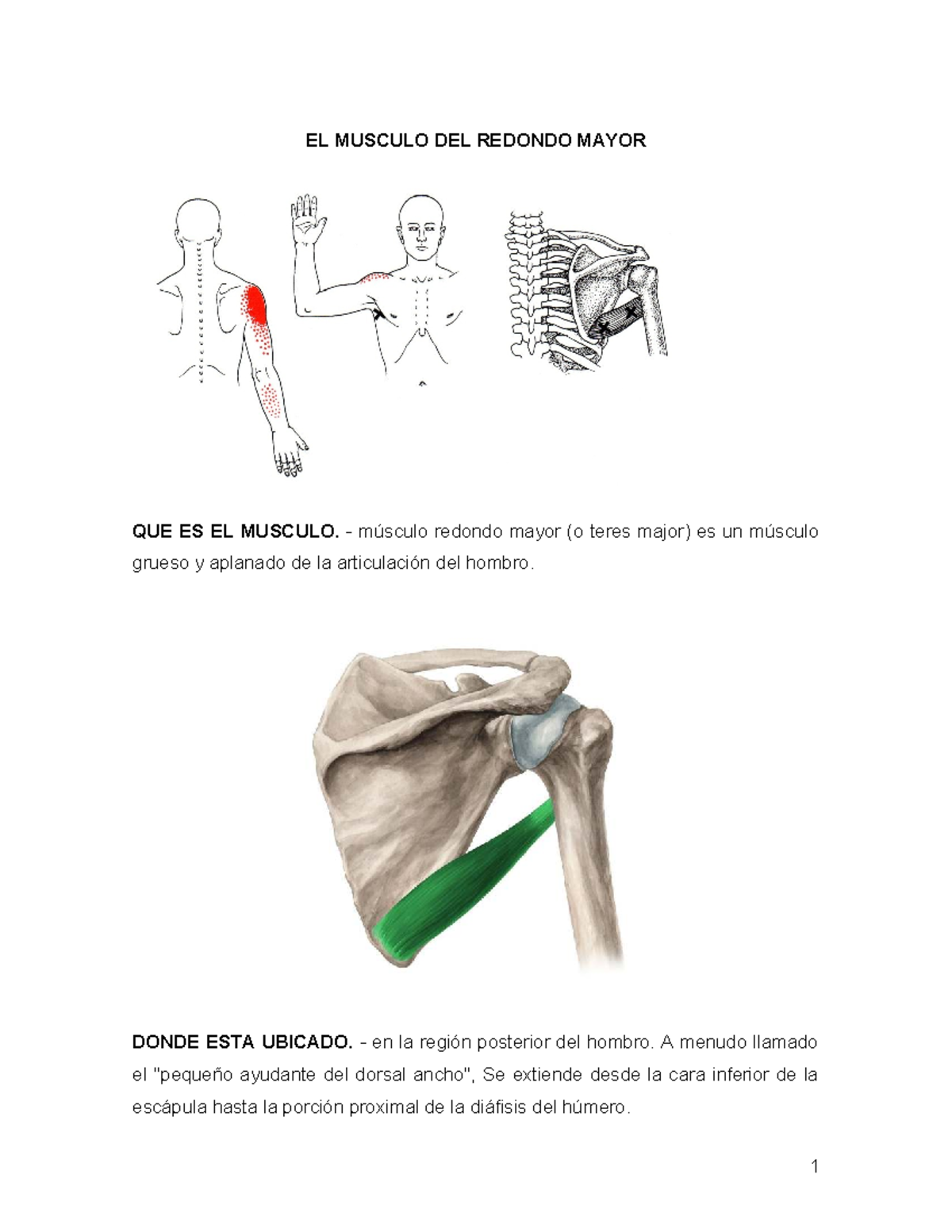 EL MUSCULO REDONDO MAYOR: ANATOMÍA Y FUNCIONES CLAVE - Studocu