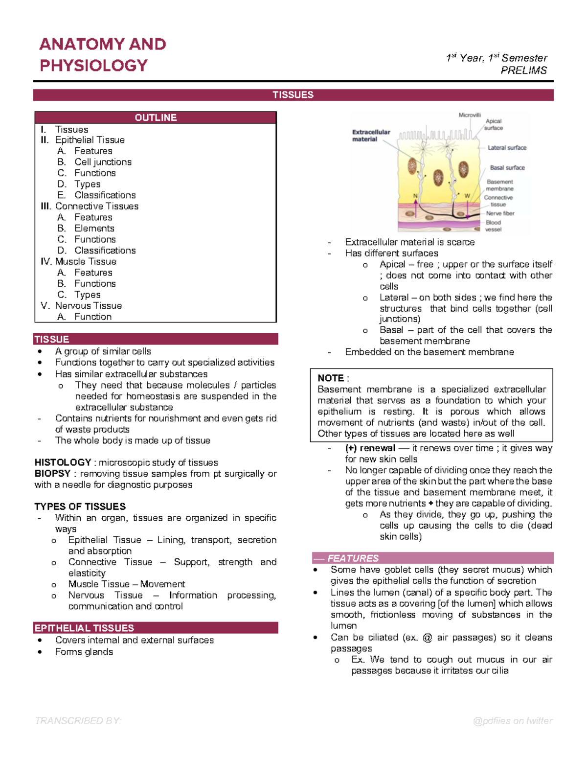 AP03 Tissues: 1st Year Prelims Outline and Key Concepts - Studocu