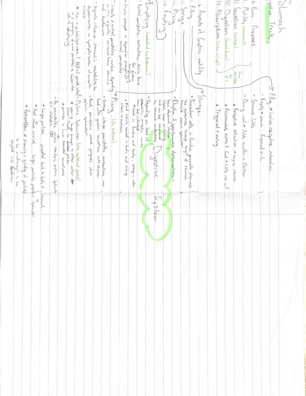 Mind Map 2: Stomach Overview and Functions - Studocu