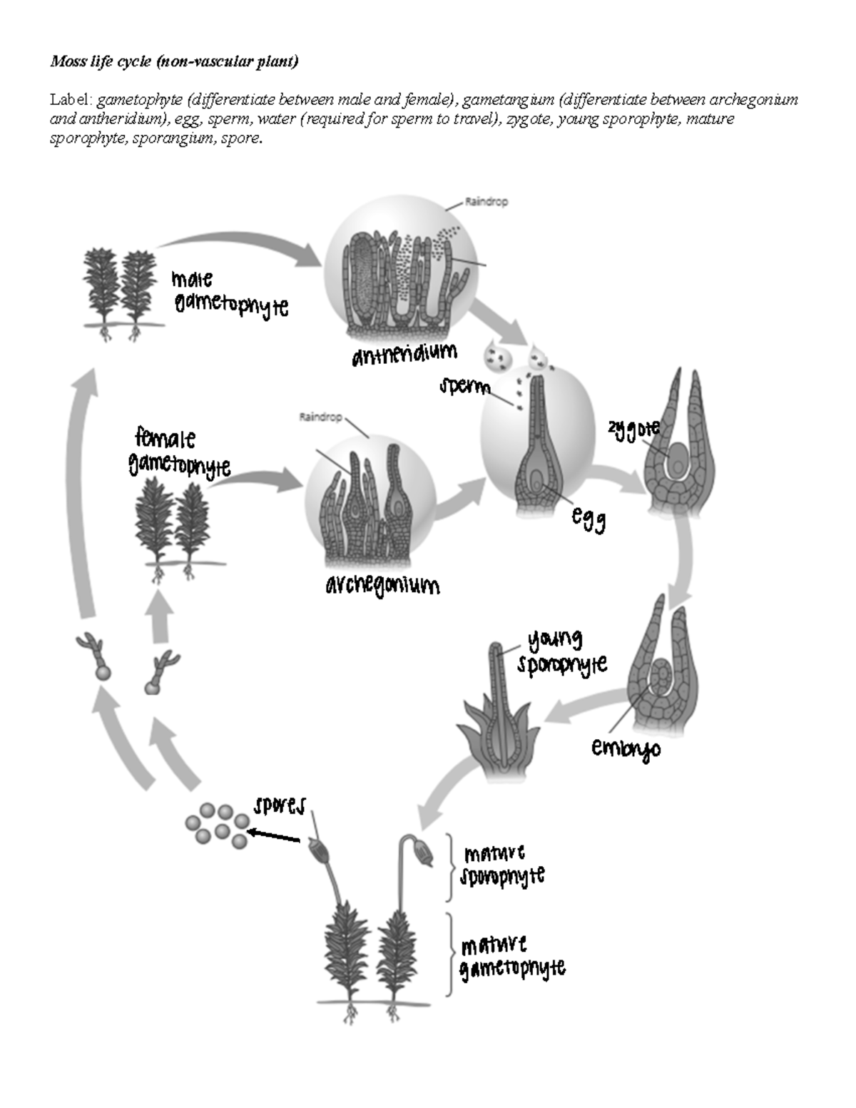 Life Cycle Of A Moss Plant Diagram