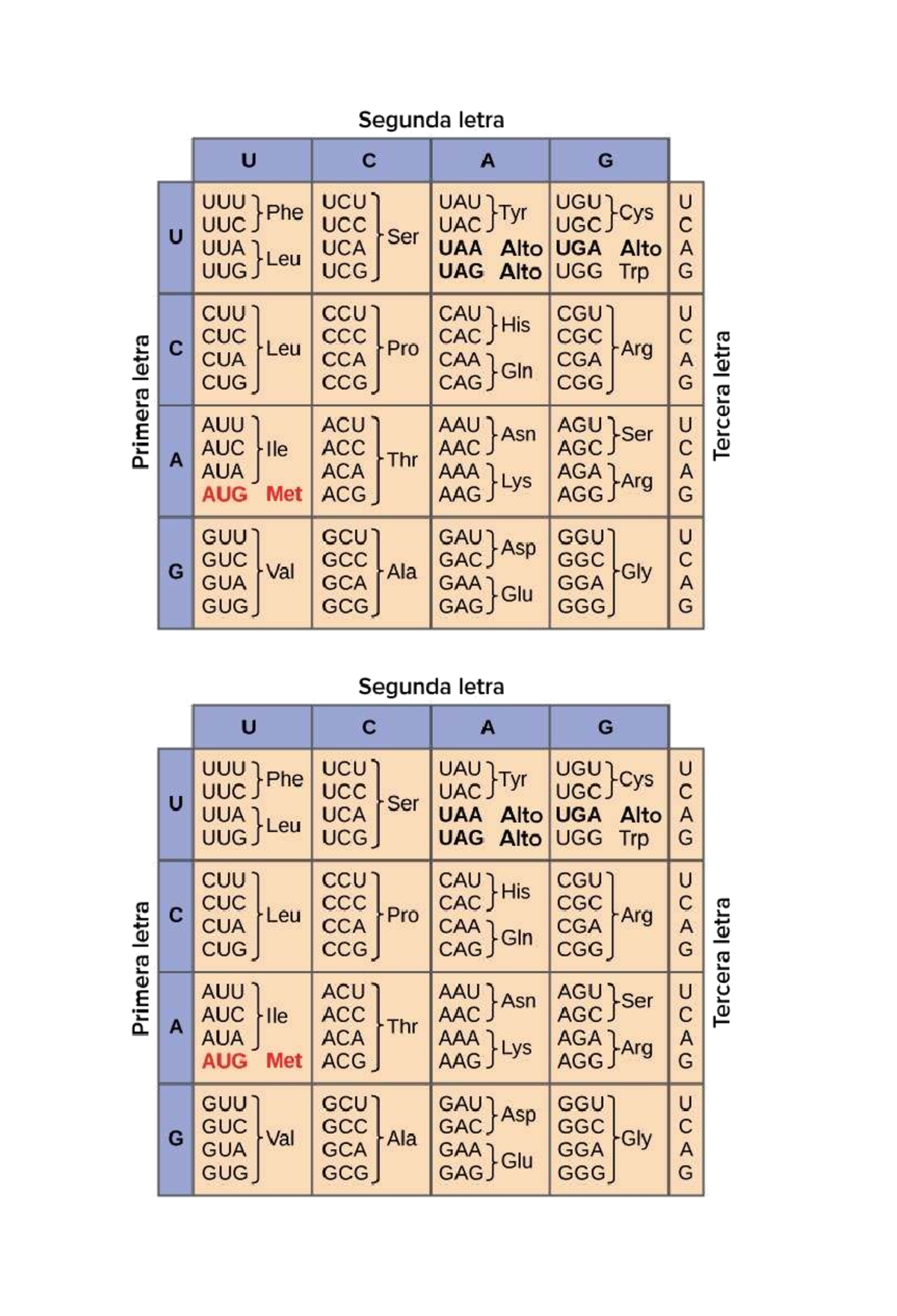 Código Genético: Análisis de Codones y Aminoácidos - Studocu