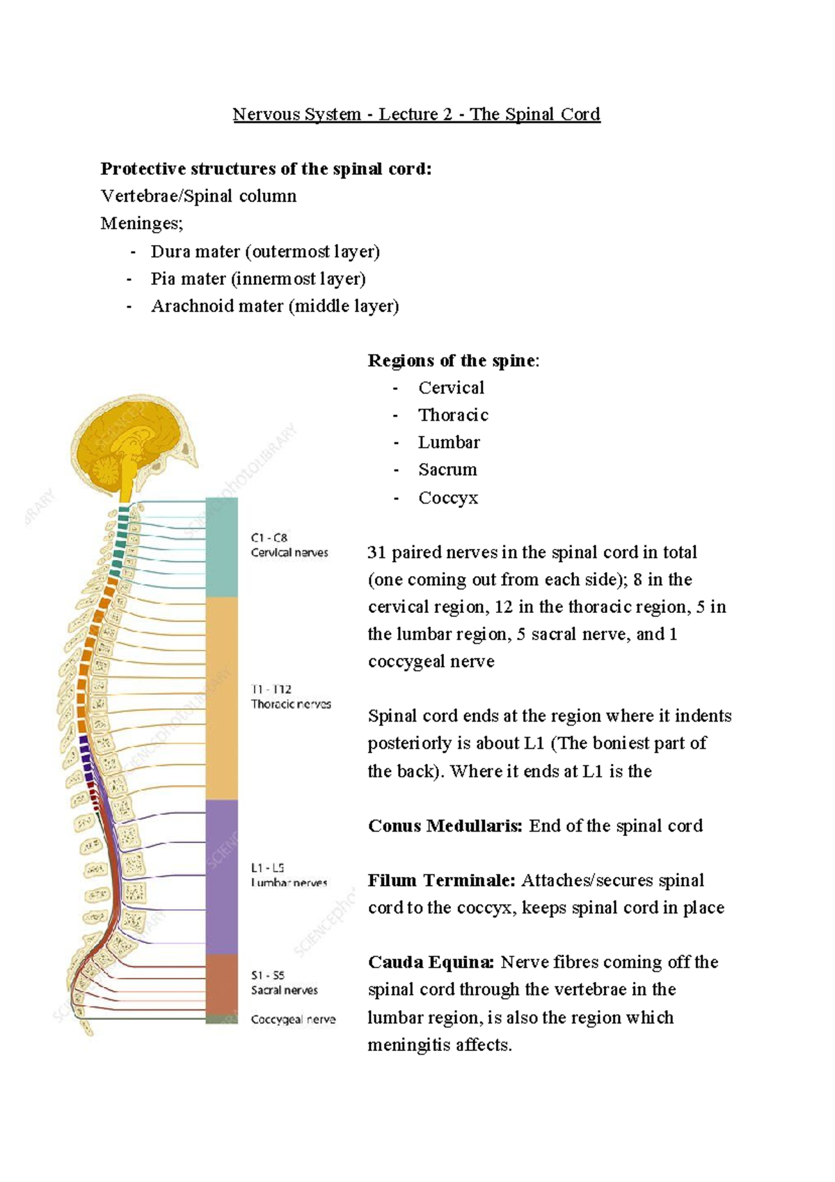 Nervous System - Lecture 2: Detailed Overview of the Spinal Cord - Studocu
