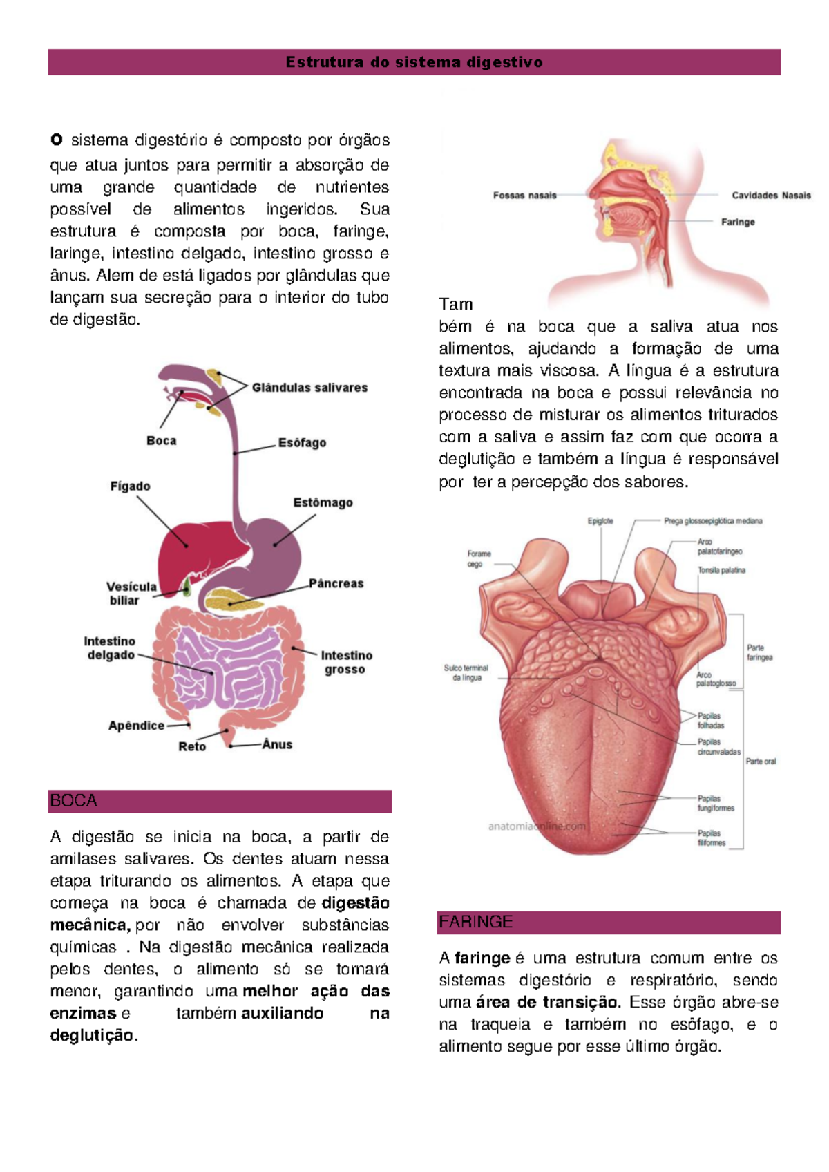 Boca Do Sistema Digestivo Para Criancas