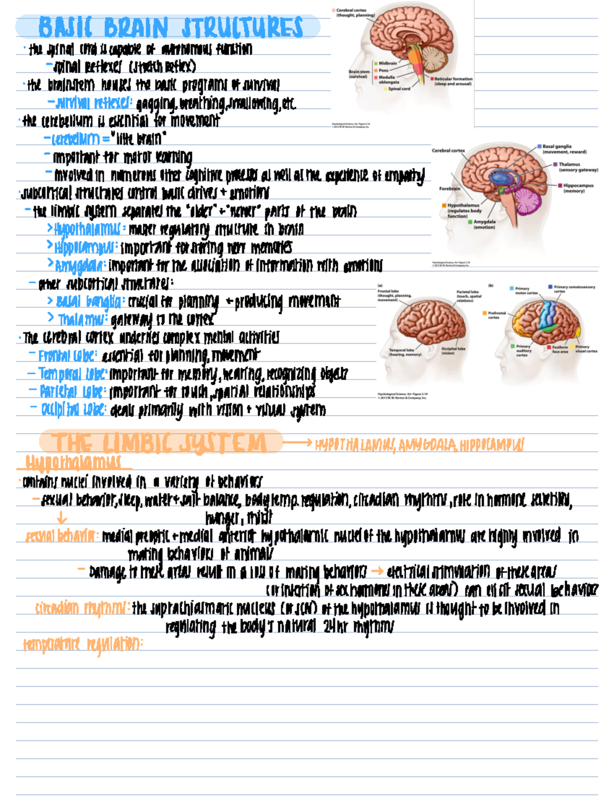 Brain structures - PowerPoint notes - BASIC BRAIN STRUCTURES - Studocu