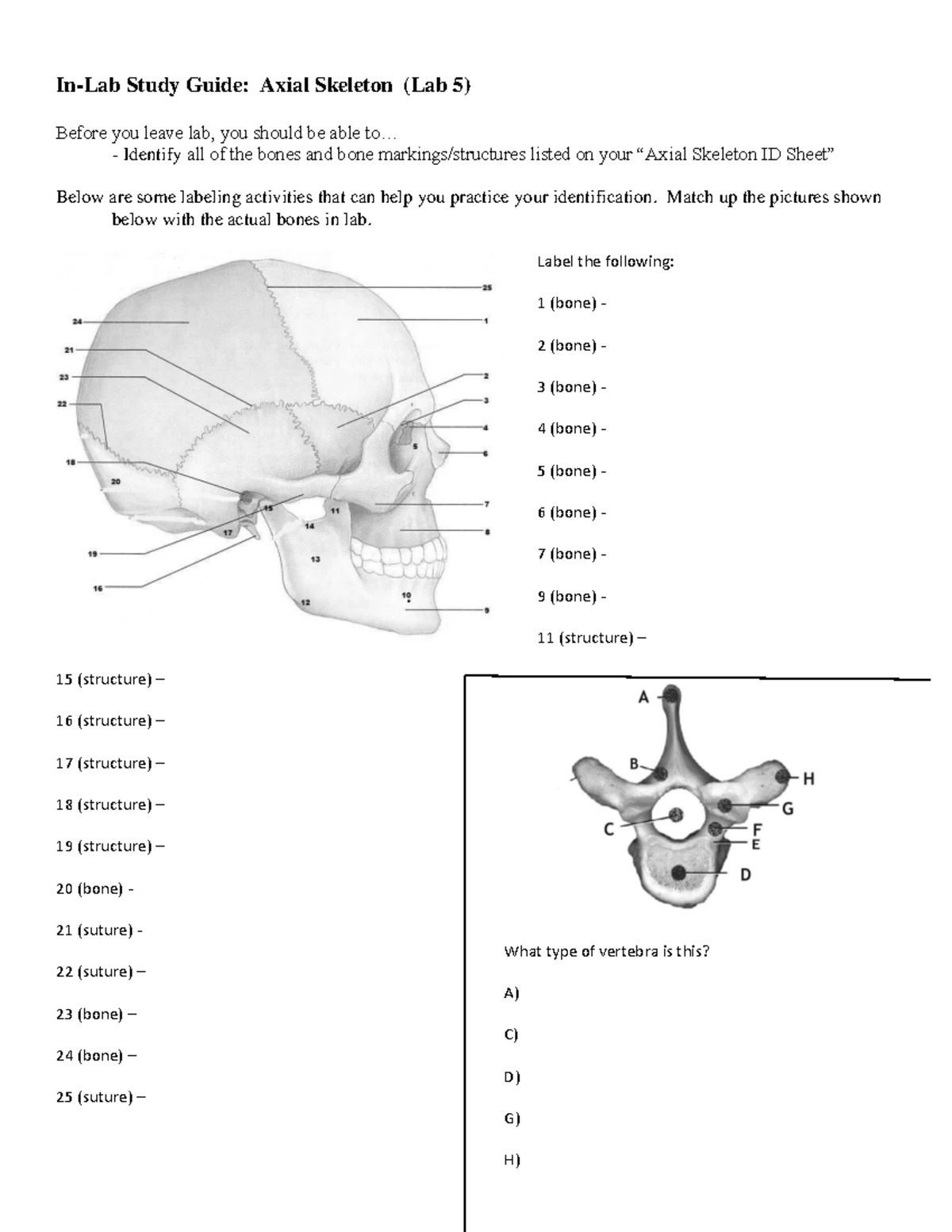 Bone Practical Study Guide (Lab 3-5) - Key Structures & Functions - Studocu