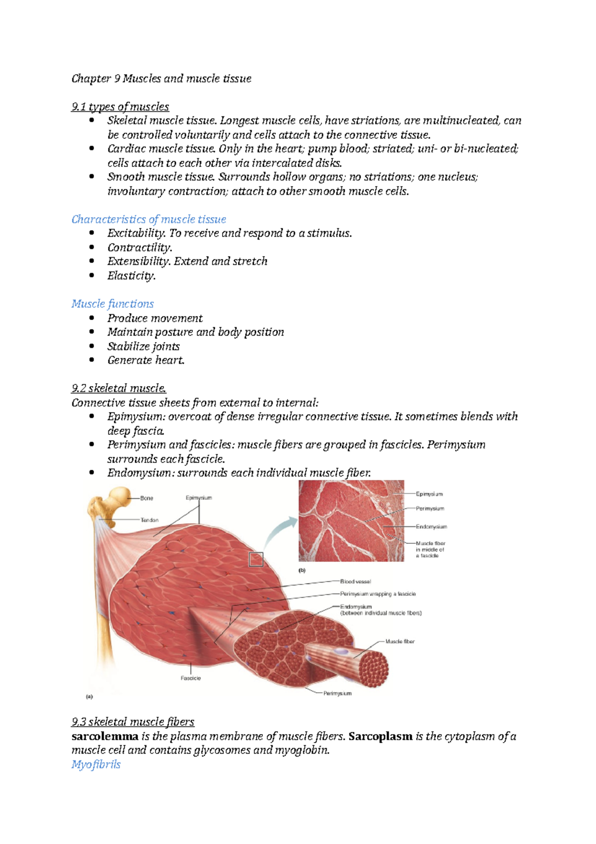 Chapter 9 - Muscles and Muscle Tissue Summary (Biology Notes) - Studeersnel
