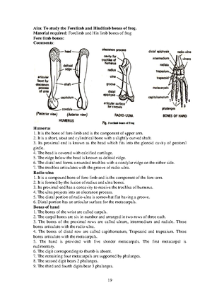 Tibia And Fibula Of Fowl Diagram