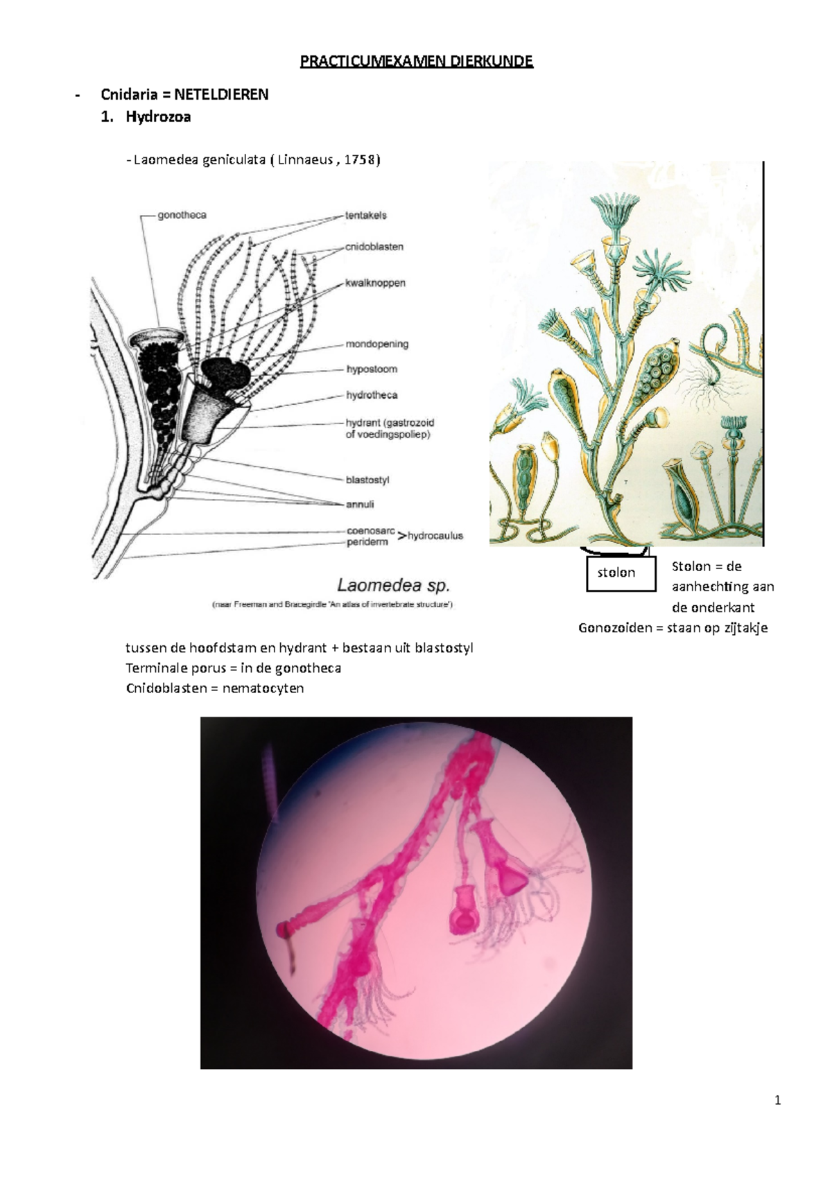 Hulp document practicum examen - PRACTICUMEXAMEN DIERKUNDE Cnidaria ...