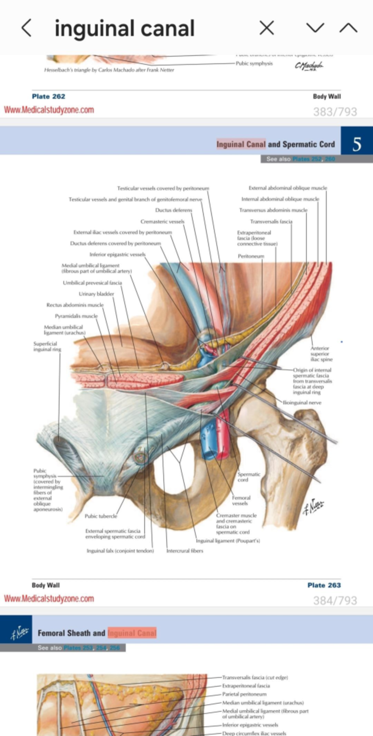 Abdomen - Inguinal Canal and Male Reproductive Anatomy Summary - Studocu