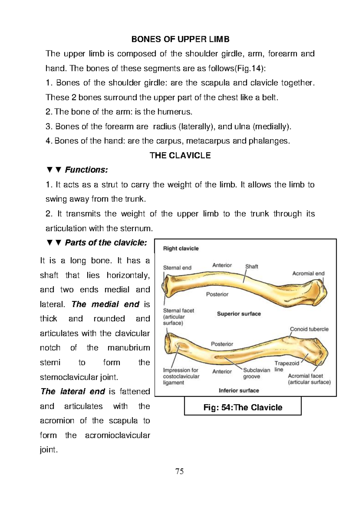Bones of the Upper Limb: Intro to Human Anatomy (Anatomy 101) - Studocu