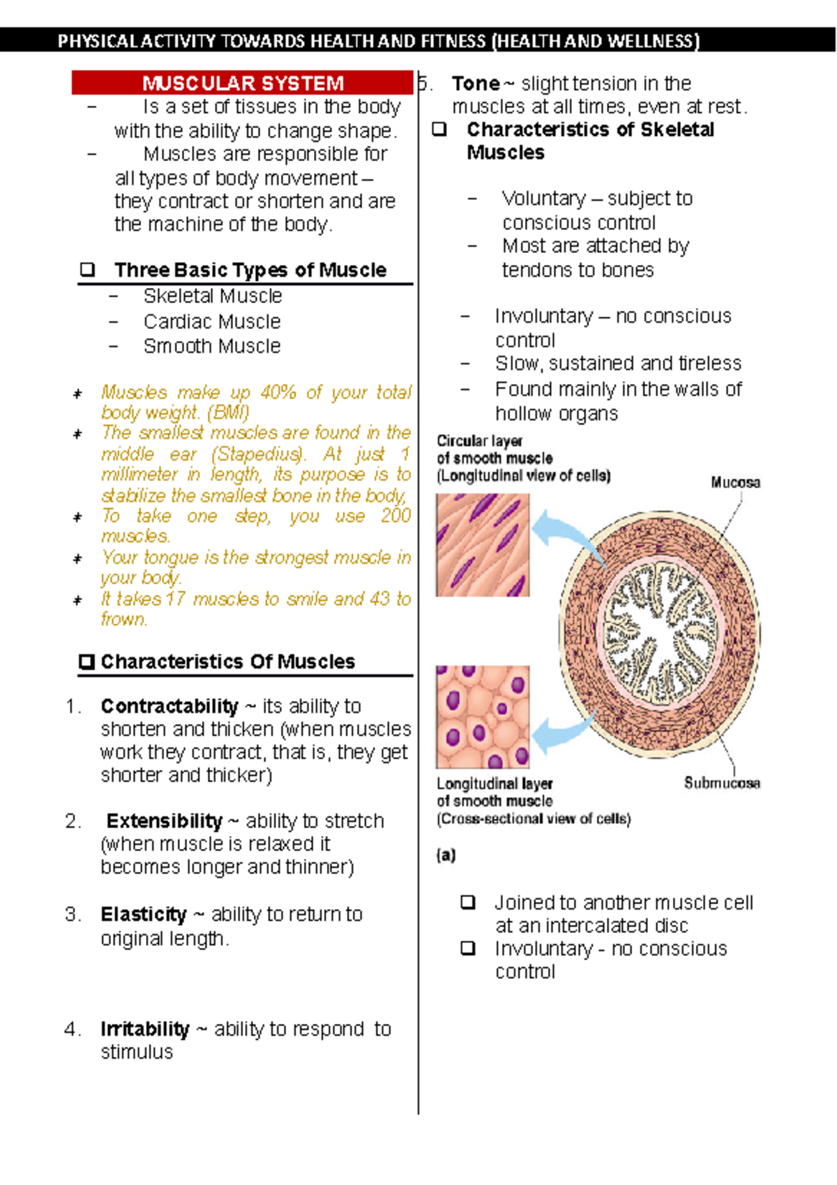 Muscular System - notes - PHYSICAL ACTIVITY TOWARDS HEALTH AND FITNESS ...