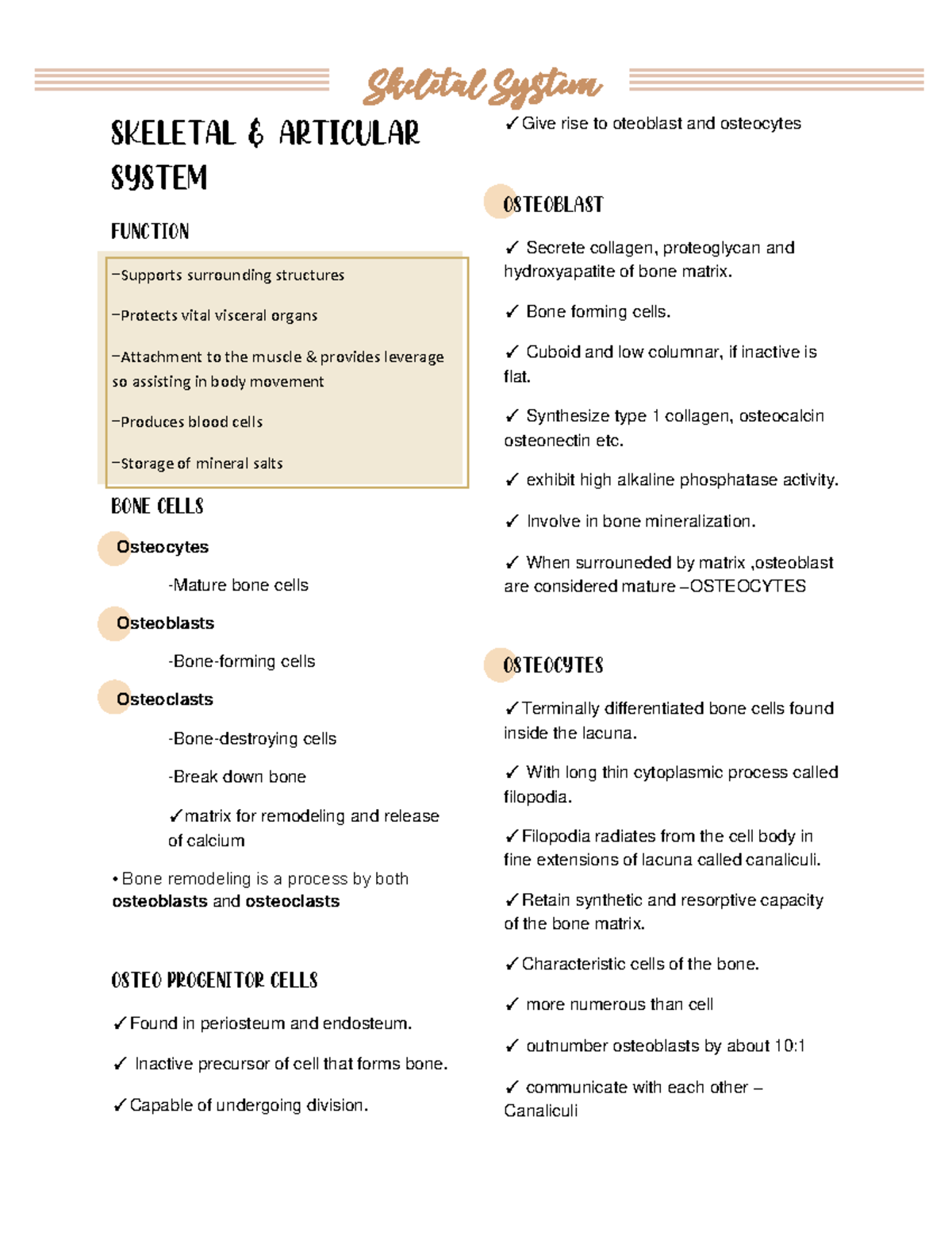 Skeletal System Midterm Notes The skeletal system is your body's ...