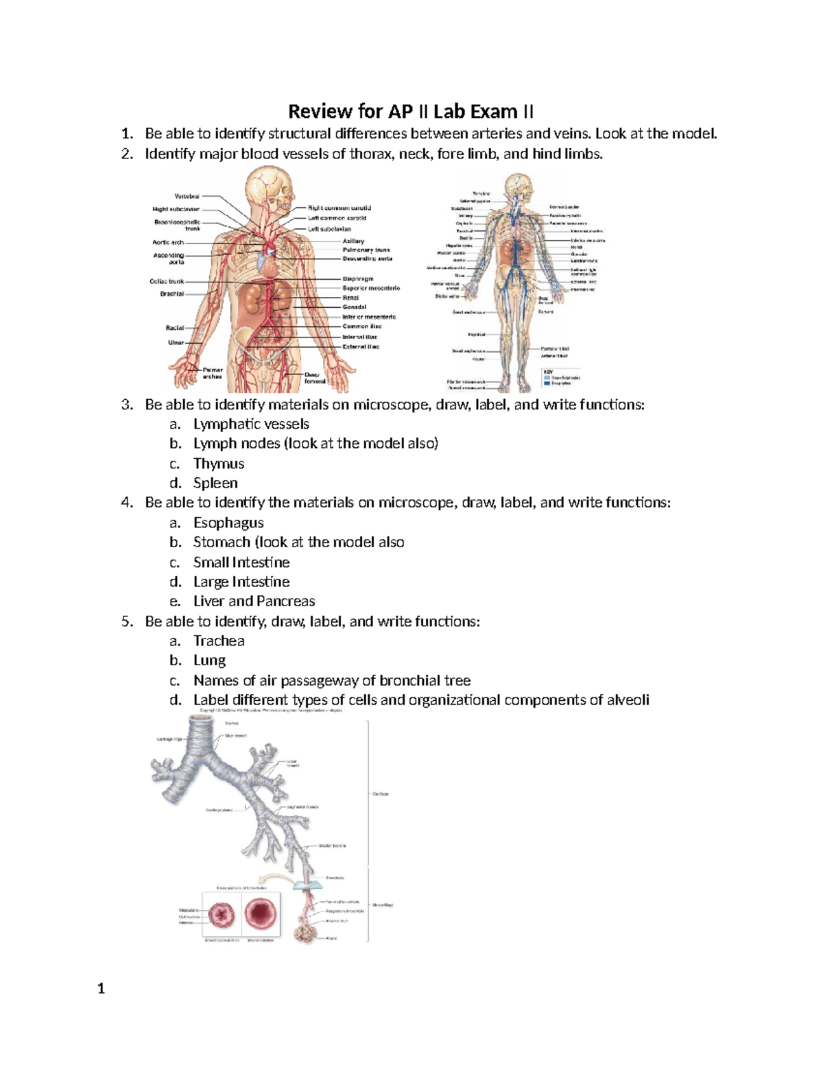 AP II Lab Exam II Review: Identifying Structures and Functions - Review ...